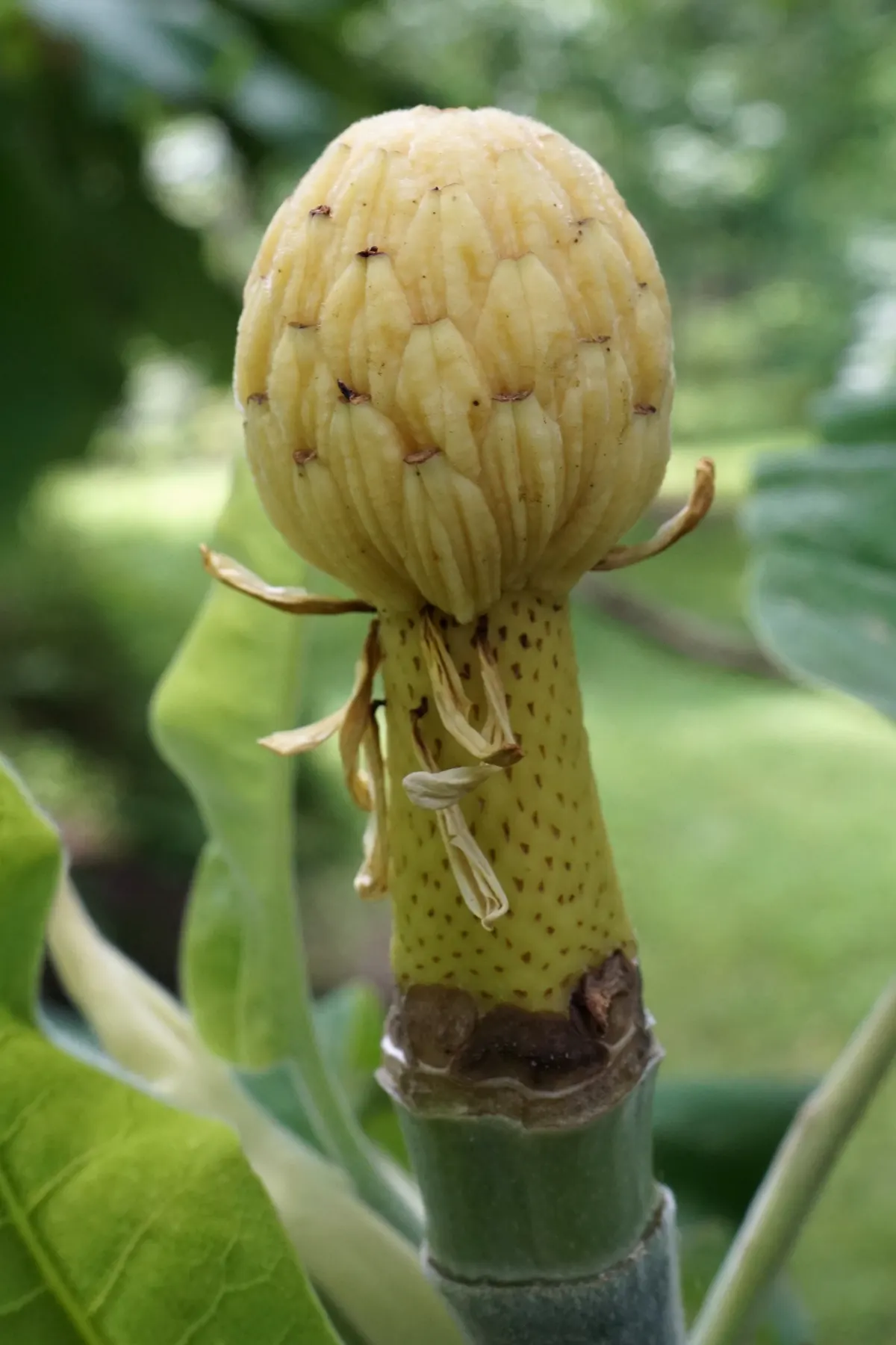 Bigleaf Magnolia (Magnolia Macrophylla) — and while it enjoys full sun to part shade; fragrant white blossoms spanning 8-10 inches across, image 90