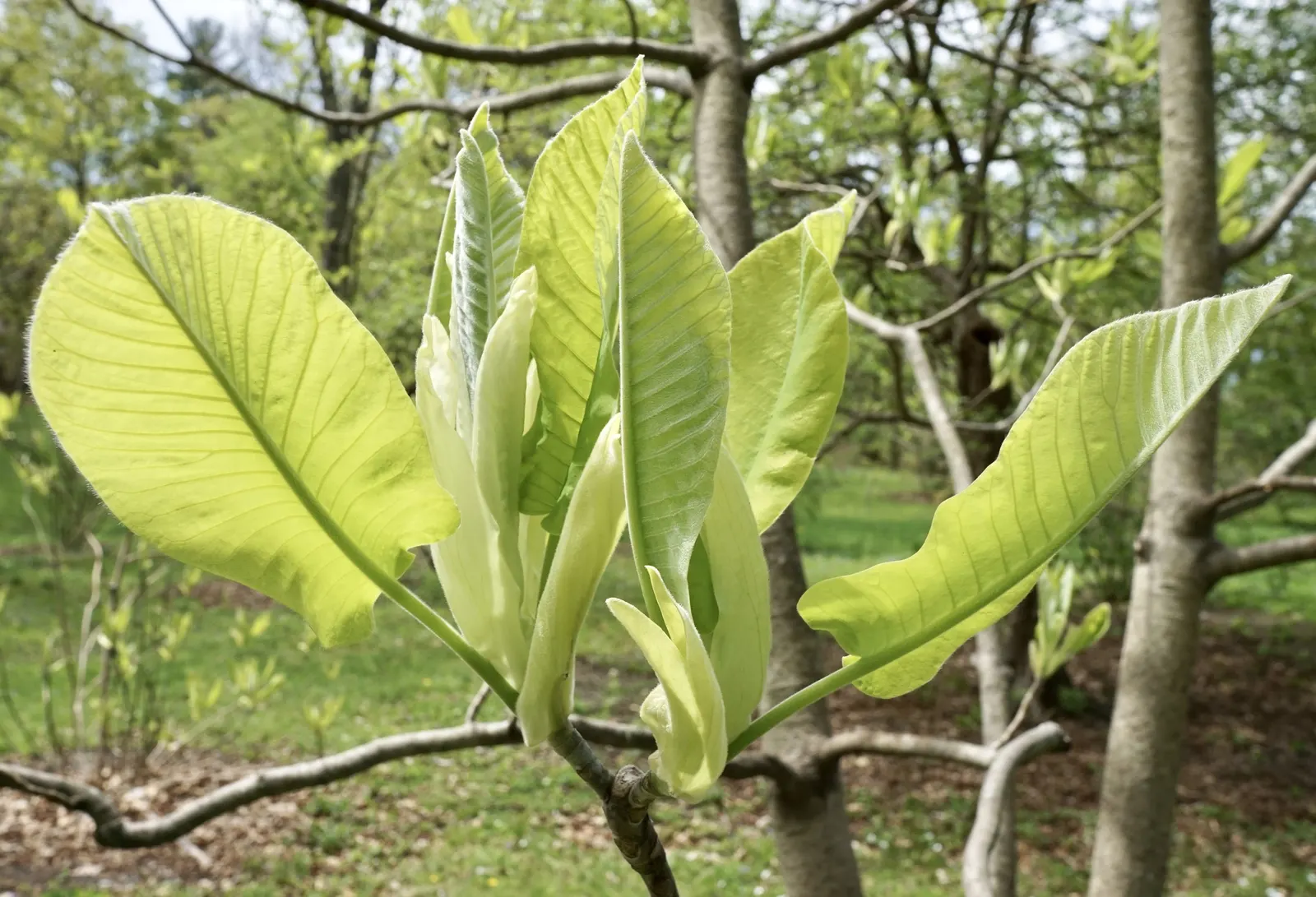 Bigleaf Magnolia (Magnolia Macrophylla) — well-suited for a focal point in a spacious landscape design; prefers moist, well-drained soil in part shade