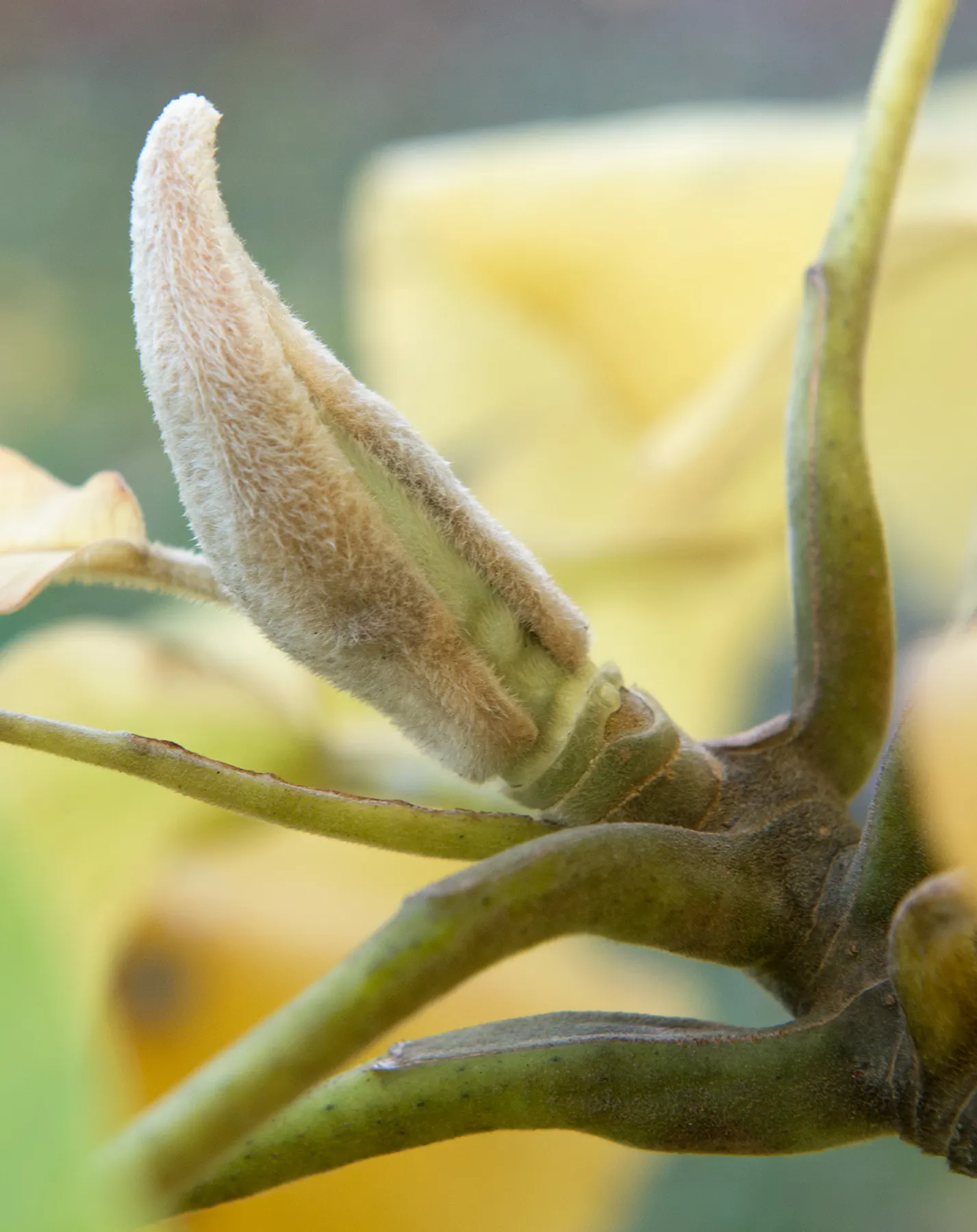 Bigleaf Magnolia (Magnolia Macrophylla) — the Bigleaf Magnolia can reach a height of 30 to 40 feet with a canopy spread of 15 to 30 feet; its, image 63