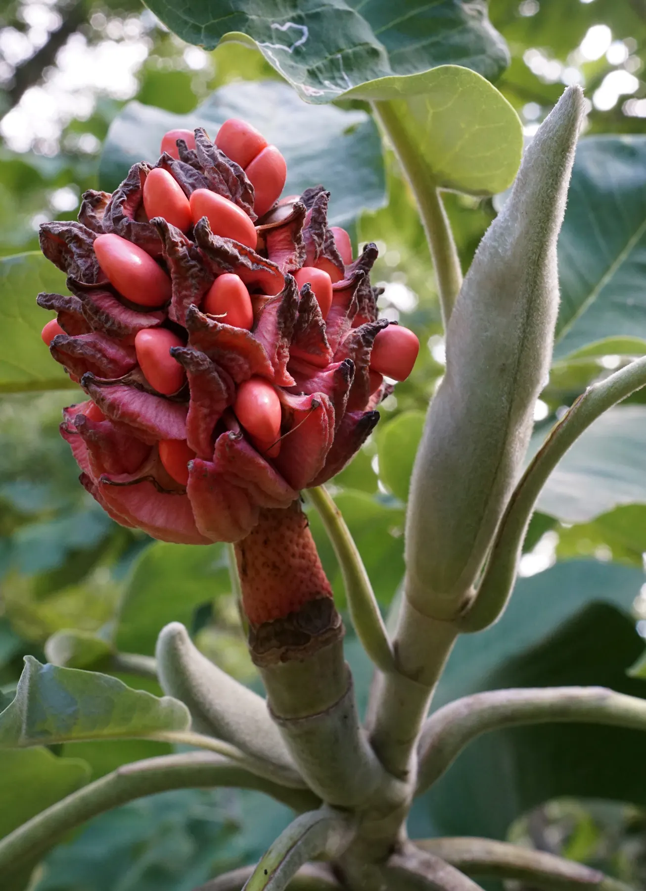 Bigleaf Magnolia (Magnolia Macrophylla) — well-suited for a focal point in a spacious landscape design; prefers moist, well-drained soil in part, image 80
