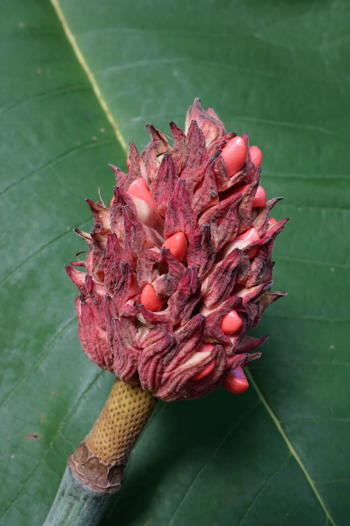 Bigleaf Magnolia (Magnolia Macrophylla) — and it requires a considerable amount of space to thrive