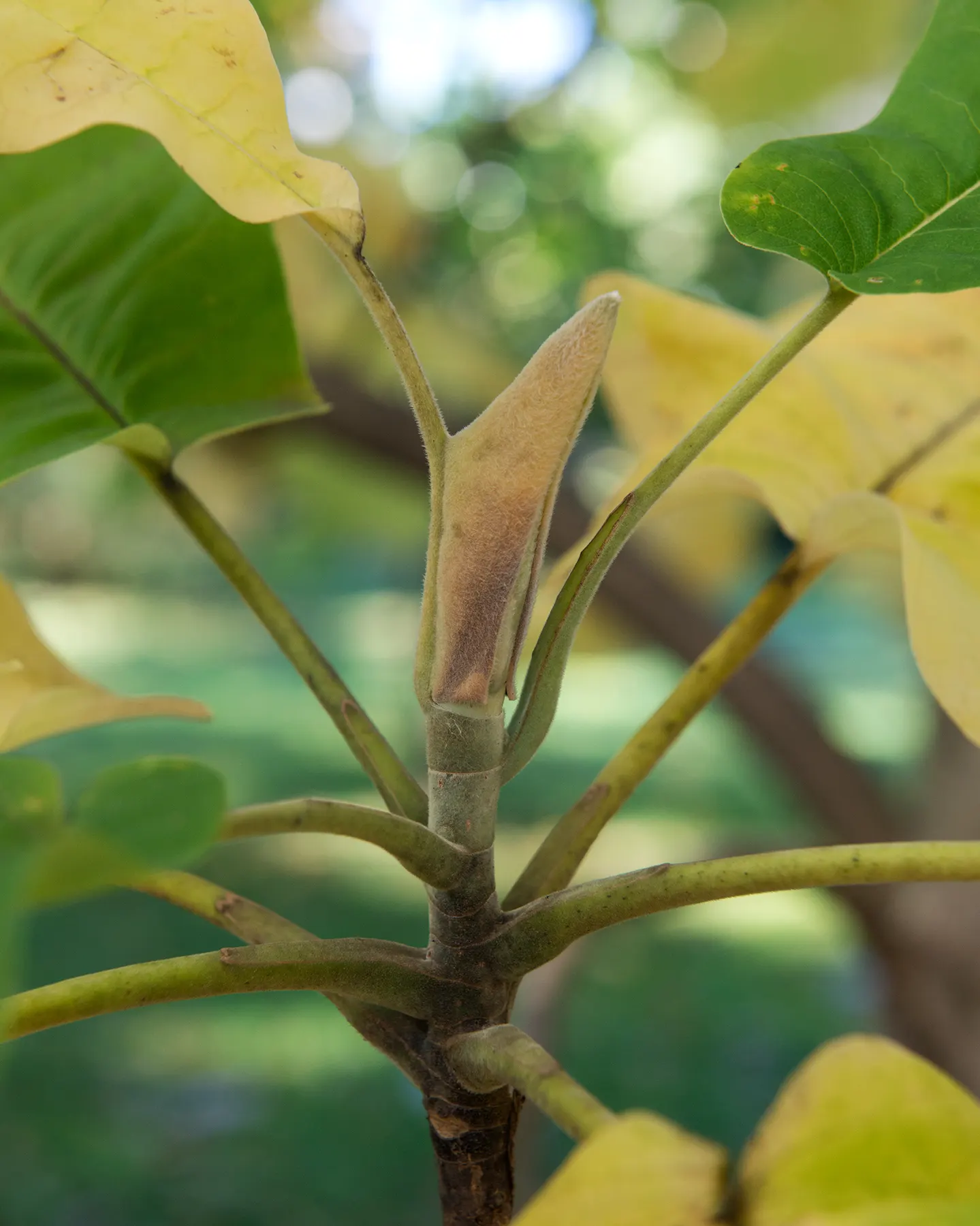 Bigleaf Magnolia (Magnolia Macrophylla) — and while it enjoys full sun to part shade; fragrant white blossoms spanning 8-10 inches across