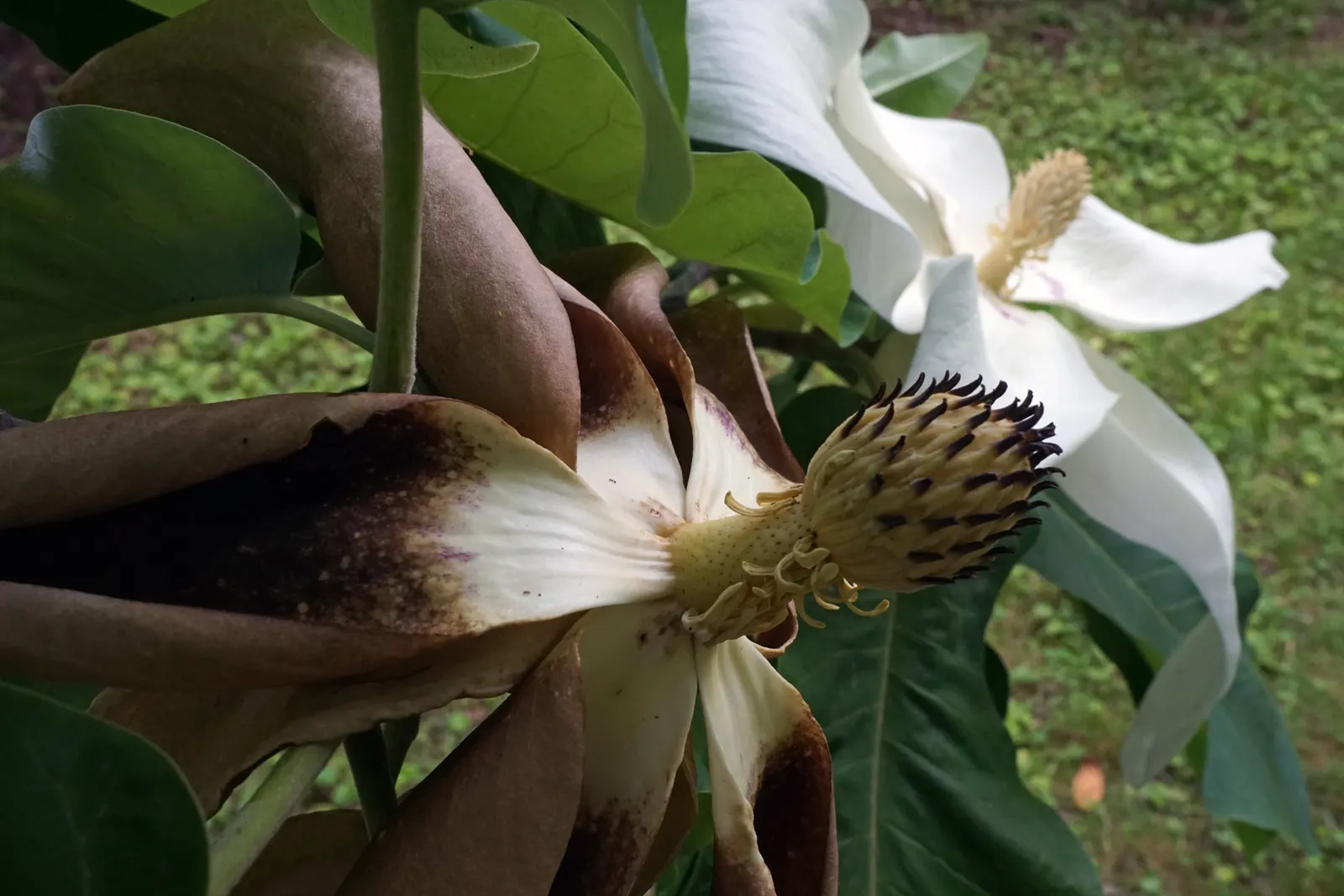 Bigleaf Magnolia (Magnolia Macrophylla) — and it requires a considerable amount of space to thrive; the immense leaves lend a bold, image 64