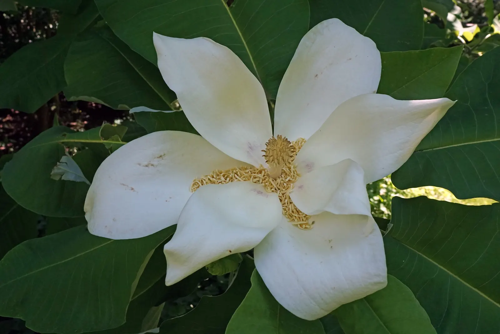 Bigleaf Magnolia (Magnolia Macrophylla) — These blossoms can be as large as 8 to 14 inches across, further contributing to the tree's dramatic, image 62