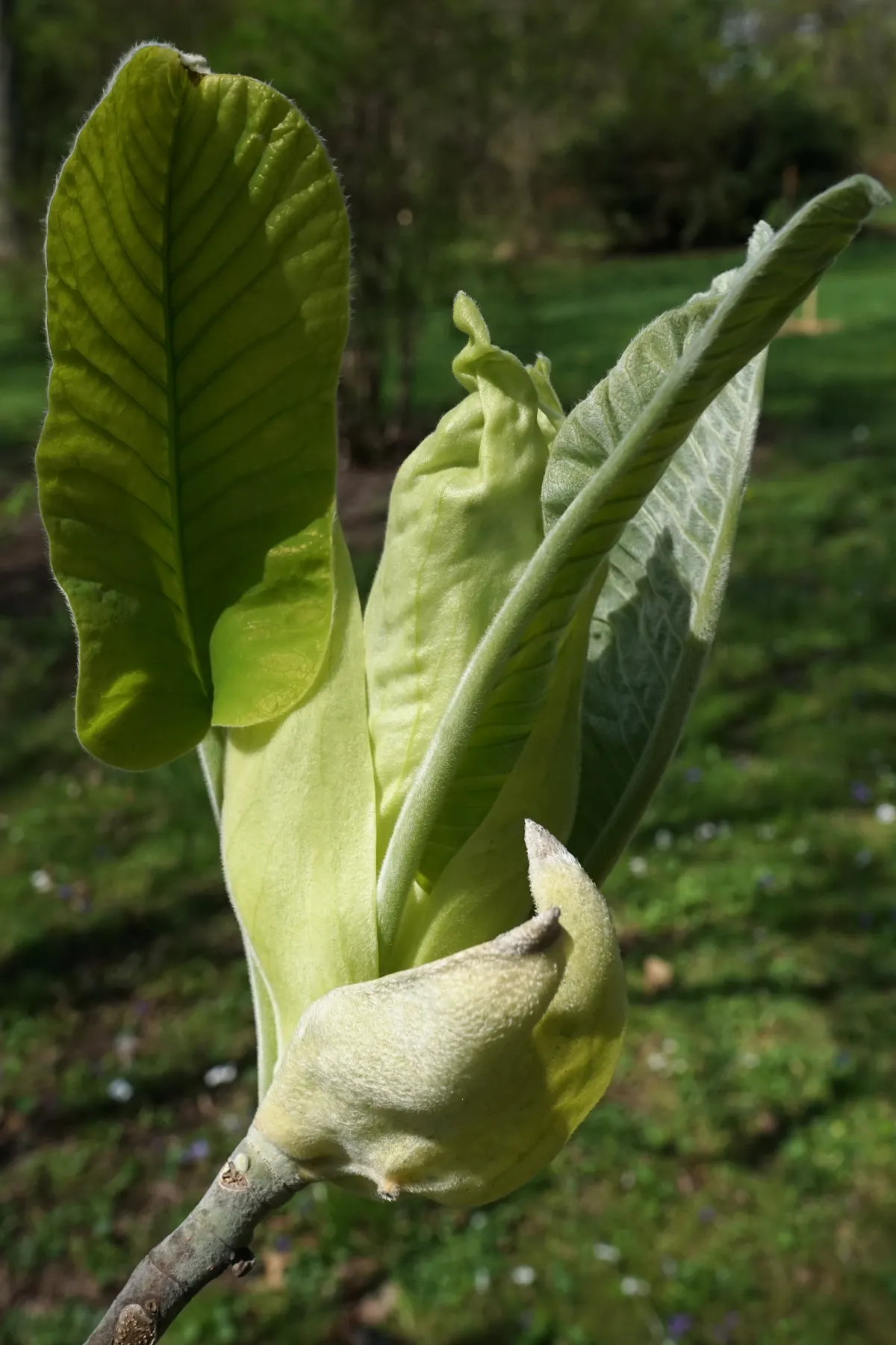 Bigleaf Magnolia (Magnolia Macrophylla) — Its striking foliage and summer blooms make it a focal point in large gardens and landscape designs; the, image 54