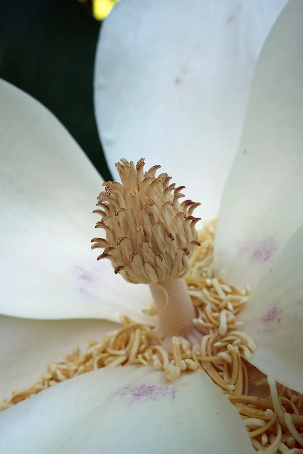 Bigleaf Magnolia (Magnolia Macrophylla) — The Bigleaf Magnolia prefers well-drained; coupled with its extraordinary leaves and flowers, image 89
