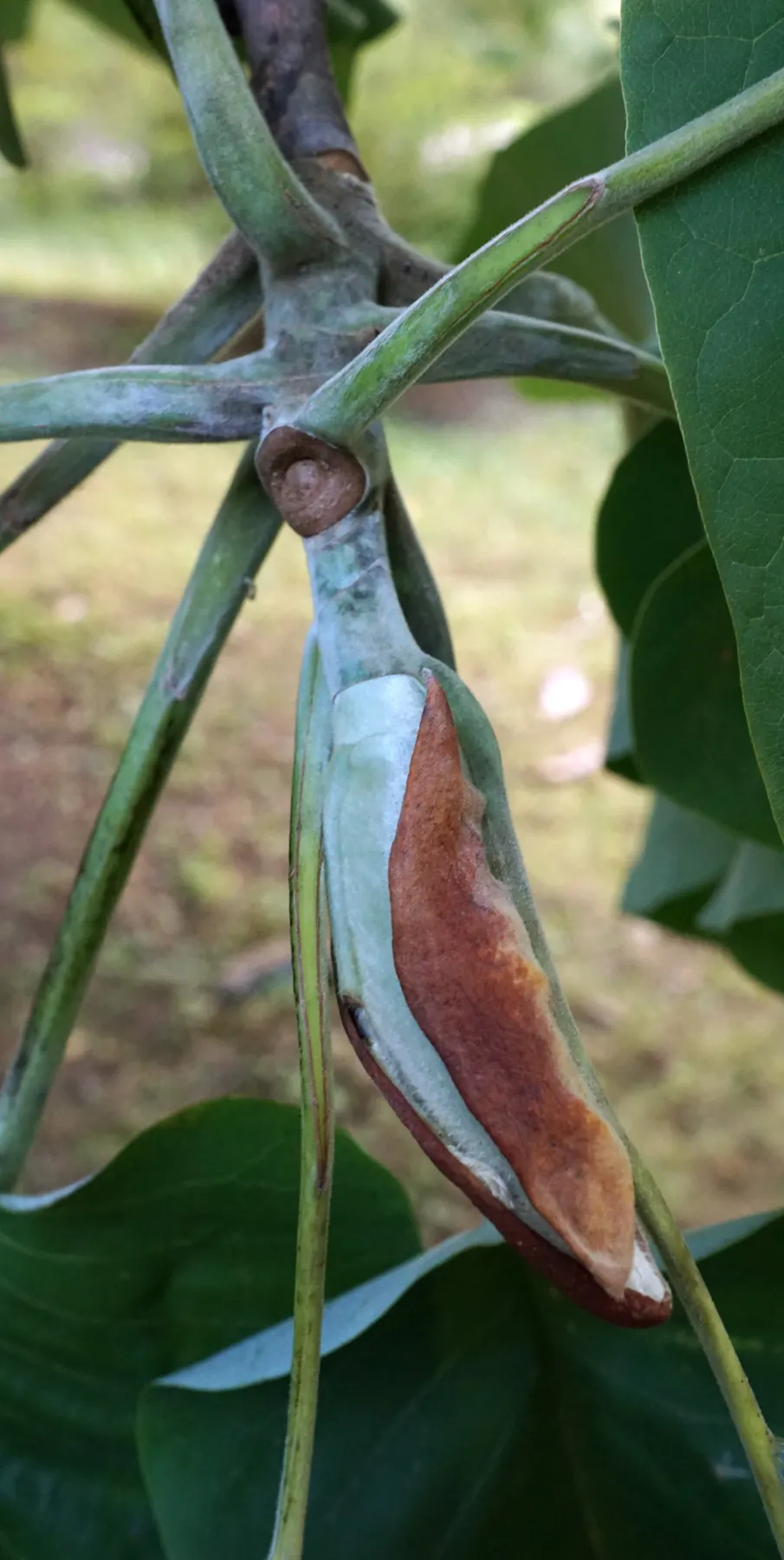 Bigleaf Magnolia (Magnolia Macrophylla) — The Bigleaf Magnolia (Magnolia macrophylla) is a striking specimen; yellow flowers in the garden