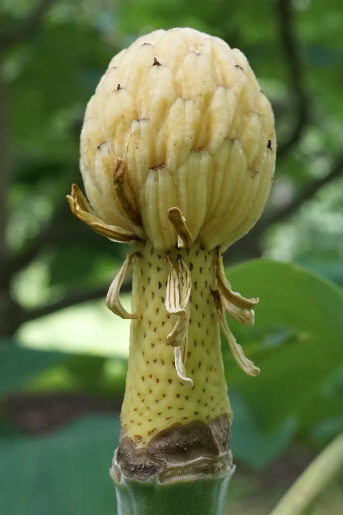 Bigleaf Magnolia (Magnolia Macrophylla) — coupled with its extraordinary leaves and flowers; the Bigleaf Magnolia prefers well-drained, image 92
