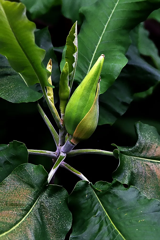 Bigleaf Magnolia (Magnolia Macrophylla) — which are among the largest of any temperate tree species
