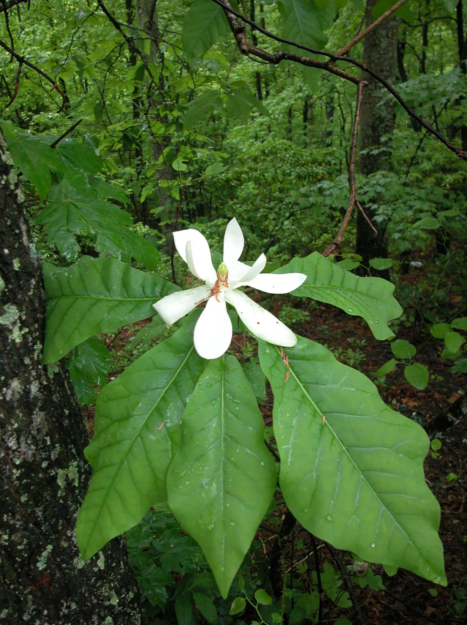 Bigleaf Magnolia (Magnolia Macrophylla) — The Bigleaf Magnolia prefers well-drained; coupled with its extraordinary leaves and flowers