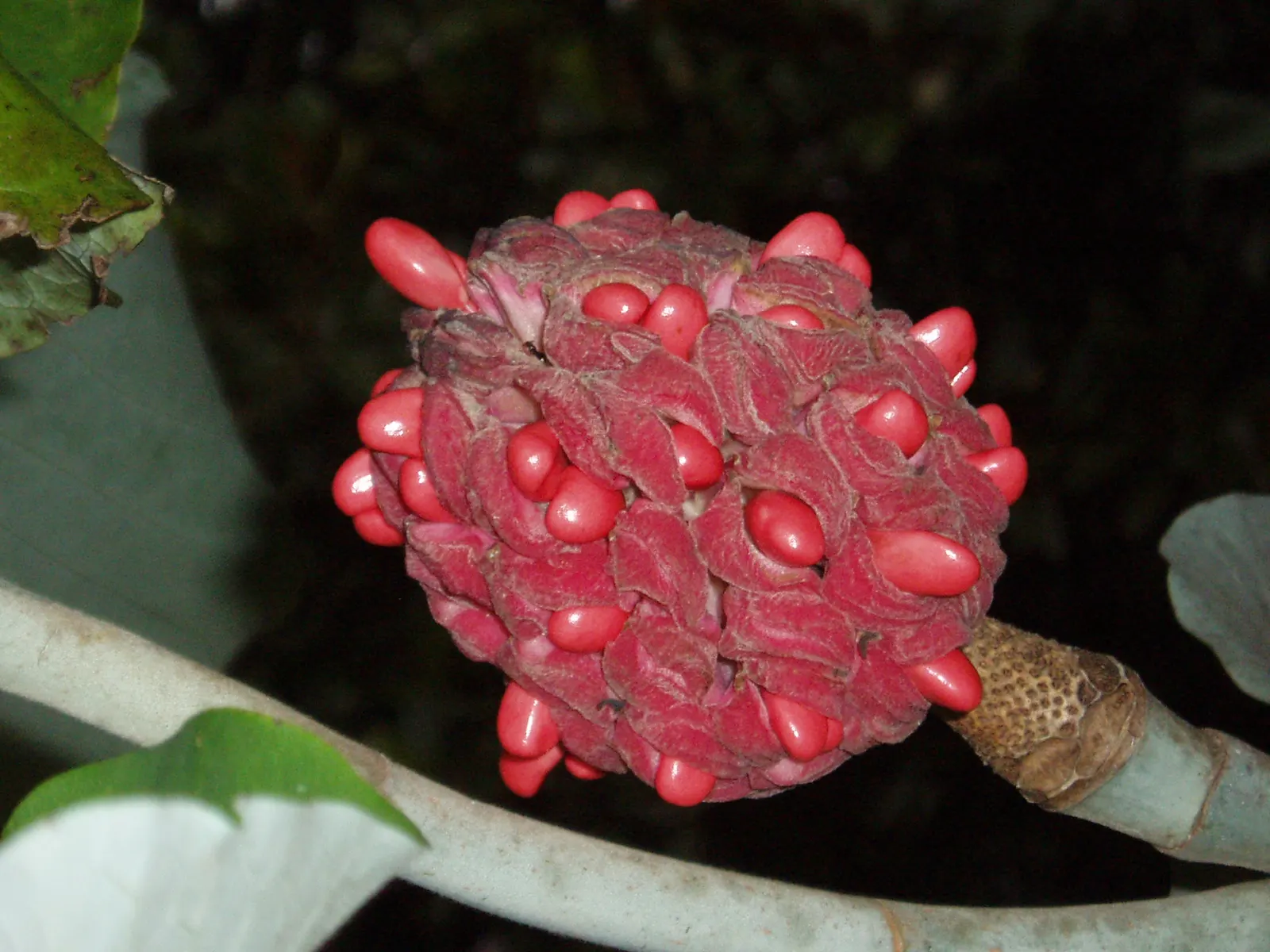 Bigleaf Magnolia (Magnolia Macrophylla) — shrub / tree for full or half; make it an ideal choice for clients seeking a dramatic and unique landscape element