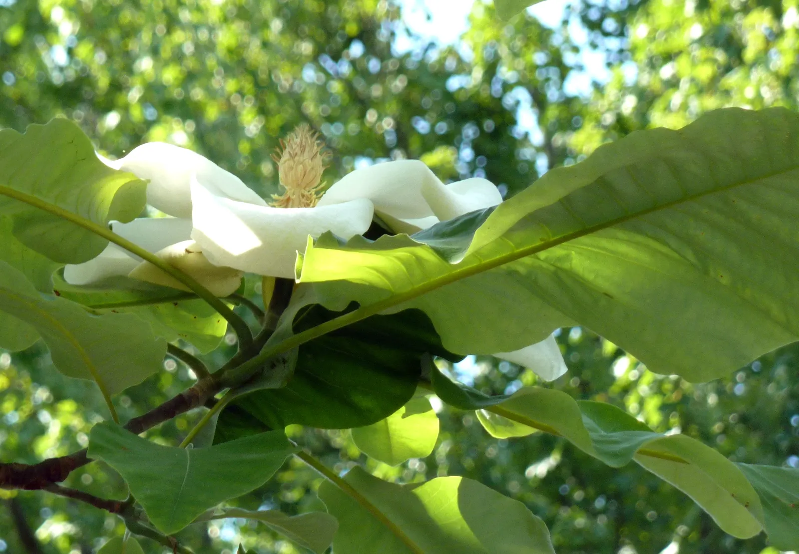 Bigleaf Magnolia (Magnolia Macrophylla) — yellow flowers in the garden