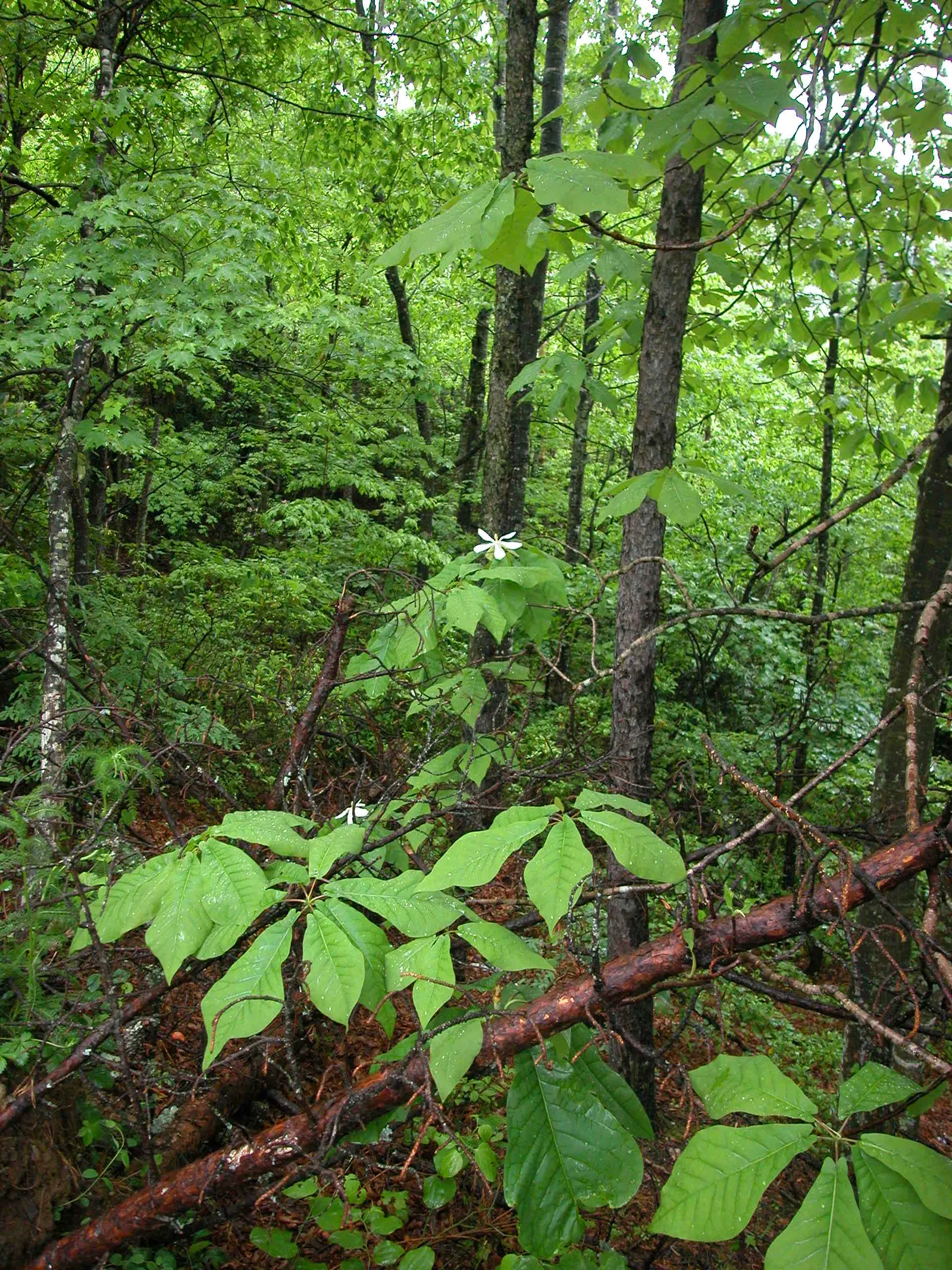 Bigleaf Magnolia (Magnolia Macrophylla) — Its striking foliage and summer blooms make it a focal point in large gardens and landscape designs; the Bigleaf