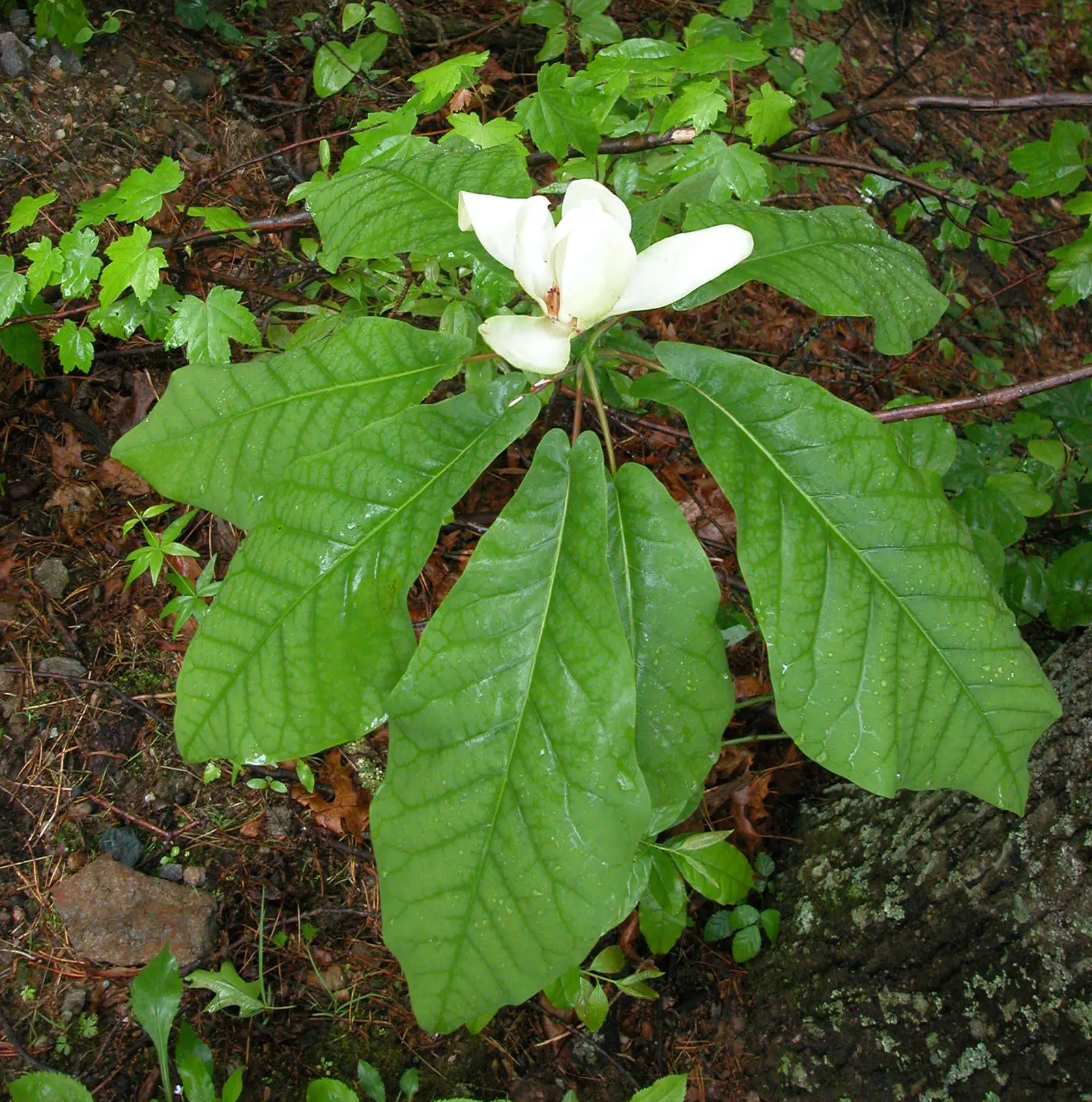 Bigleaf Magnolia (Magnolia Macrophylla) — monumental in its presence; which are among the largest of any temperate tree species