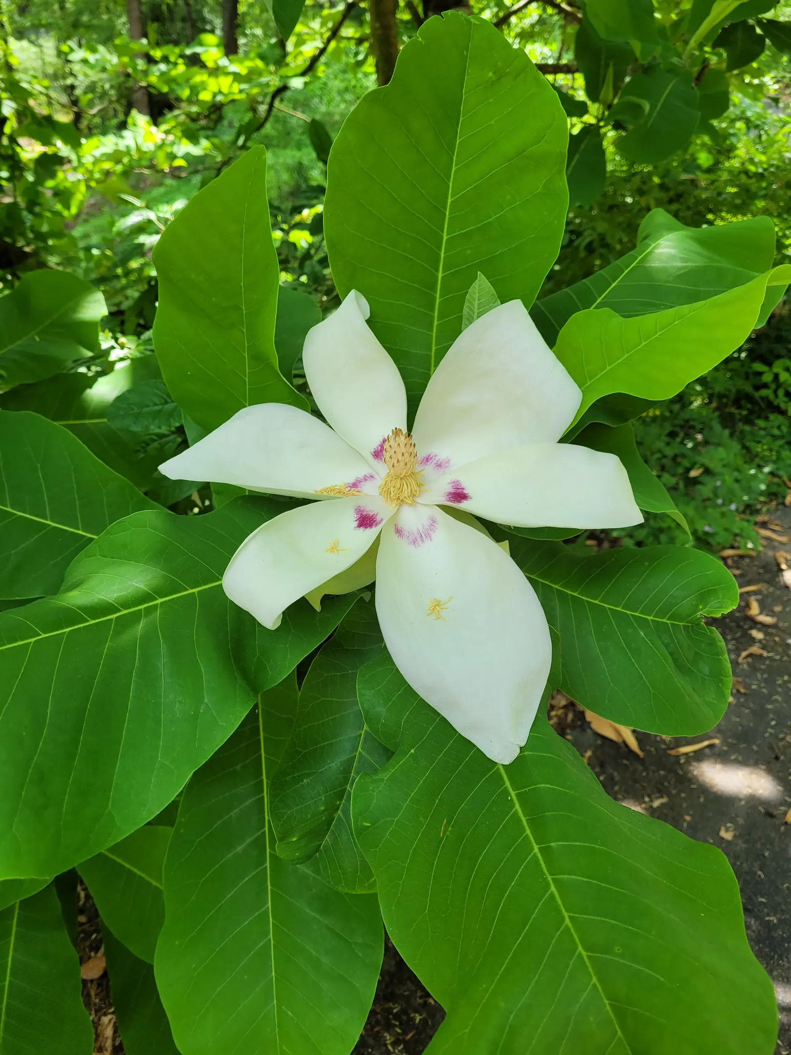 Bigleaf Magnolia (Magnolia Macrophylla) — reaching an impressive 20 to 30 inches in length and up to 12 inches wide