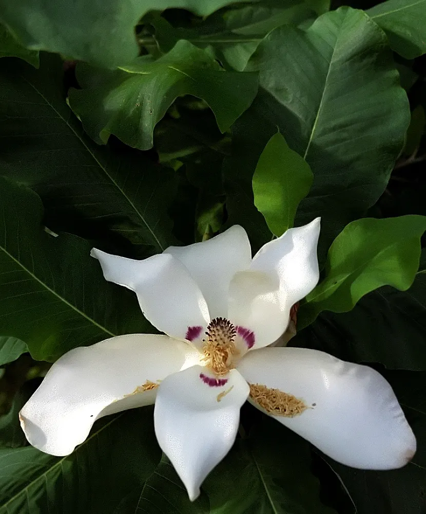 Bigleaf Magnolia (Magnolia Macrophylla) — Native to the southeastern United States; reaching an impressive 20 to 30 inches in length and up to 12, image 81