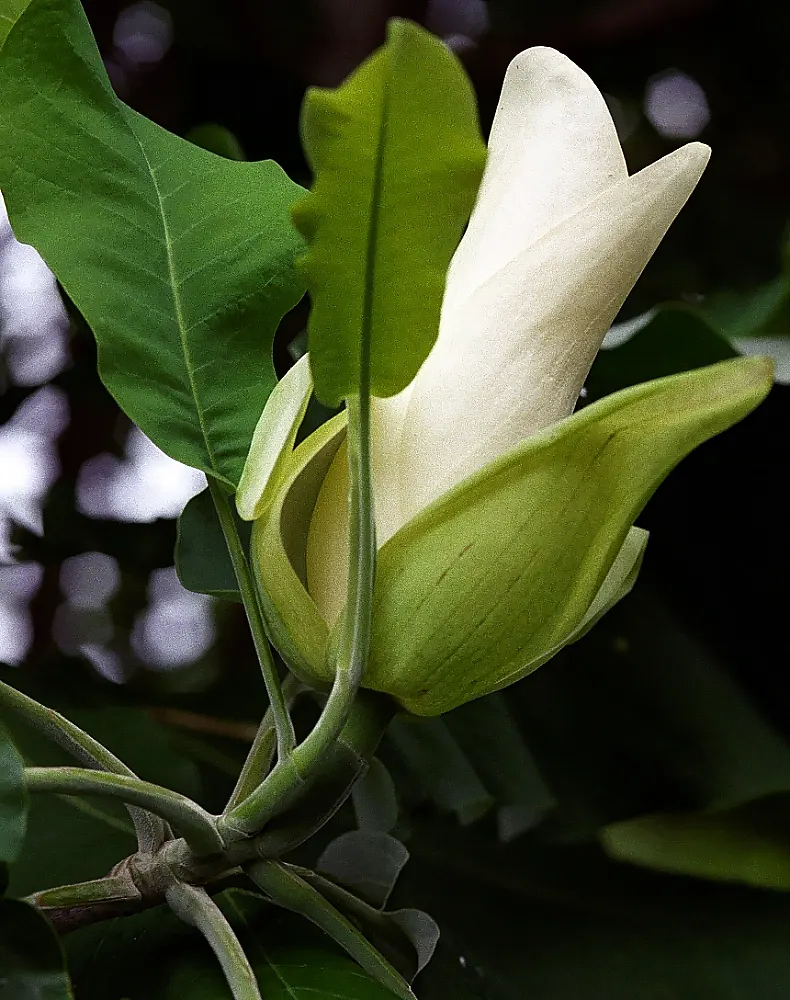 Bigleaf Magnolia (Magnolia Macrophylla) — Magnolia macrophylla adds an unparalleled texture and visual interest to your garden; this deciduous tree, image 91