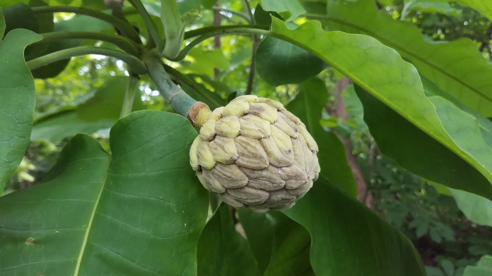 Bigleaf Magnolia (Magnolia Macrophylla) — make it an ideal choice for clients seeking a dramatic and unique landscape element; shrub / tree for full or half