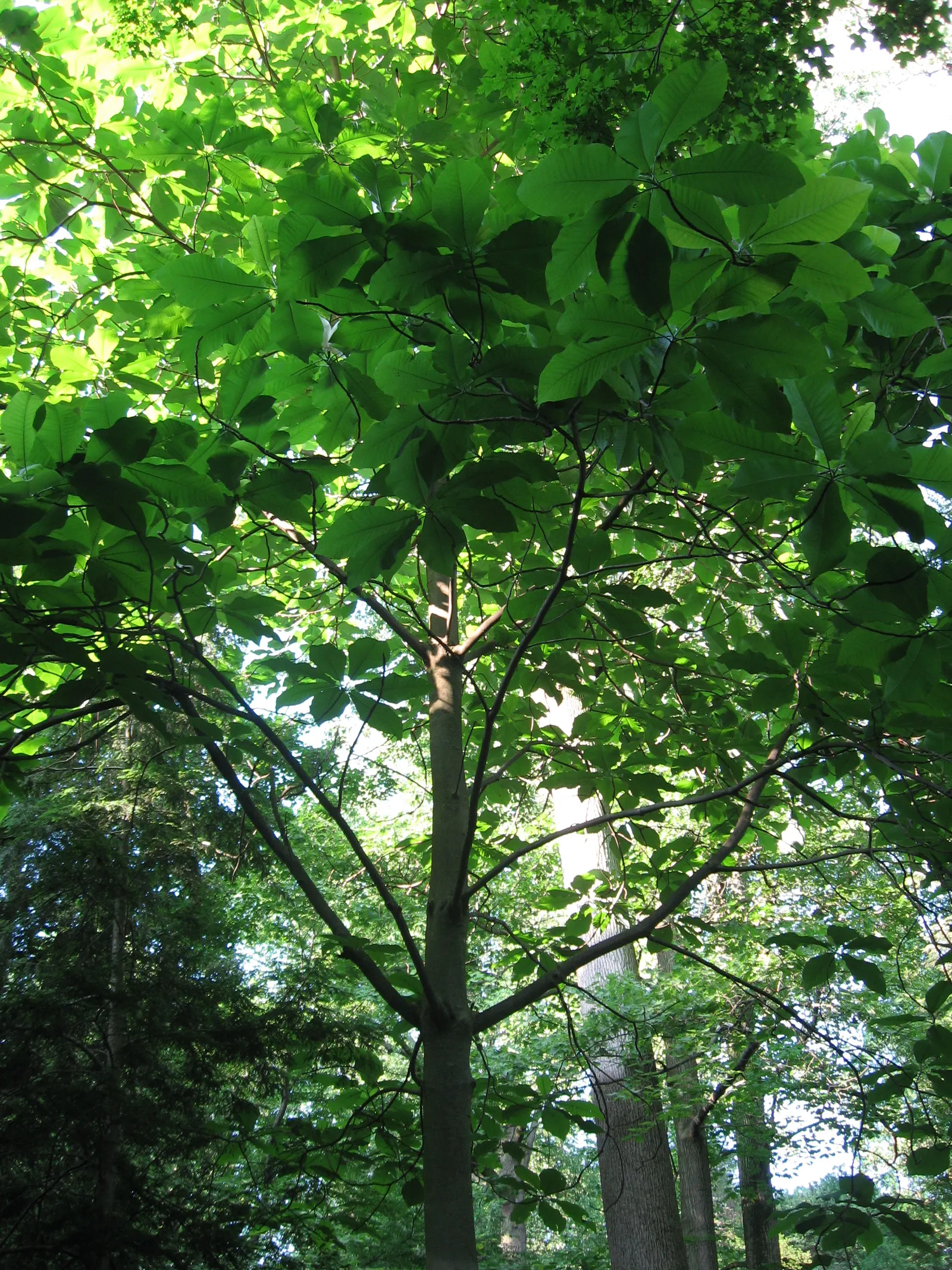 Bigleaf Magnolia (Magnolia Macrophylla) — well-suited for a focal point in a spacious landscape design; prefers moist, well-drained soil in part, image 56
