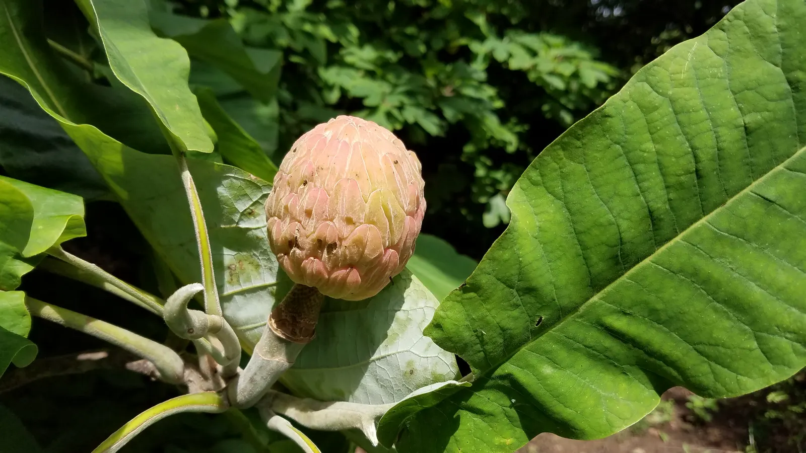 Bigleaf Magnolia (Magnolia Macrophylla) — shrub / tree with yellow blooms