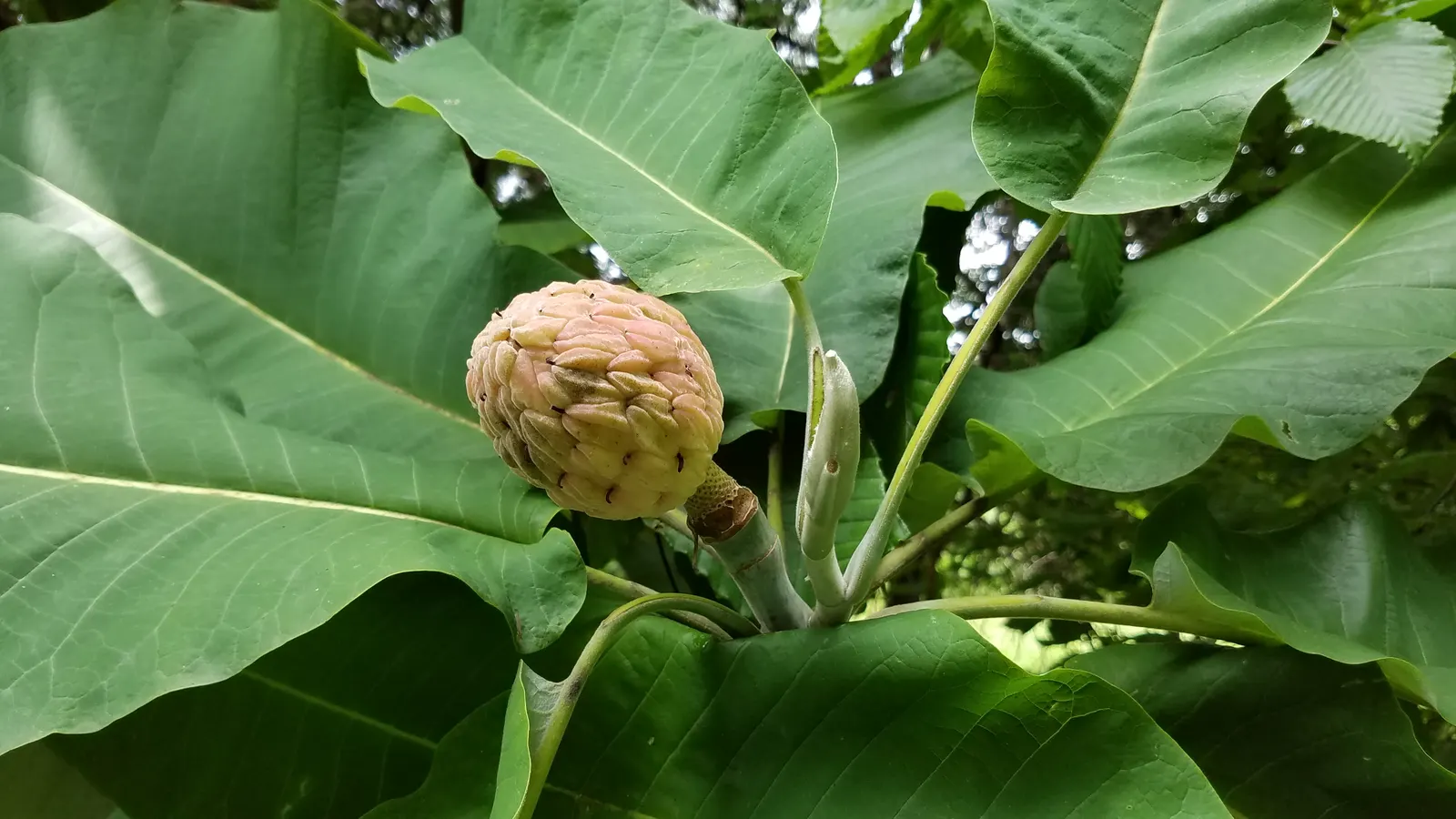 Bigleaf Magnolia (Magnolia Macrophylla) — shrub / tree for full or half
