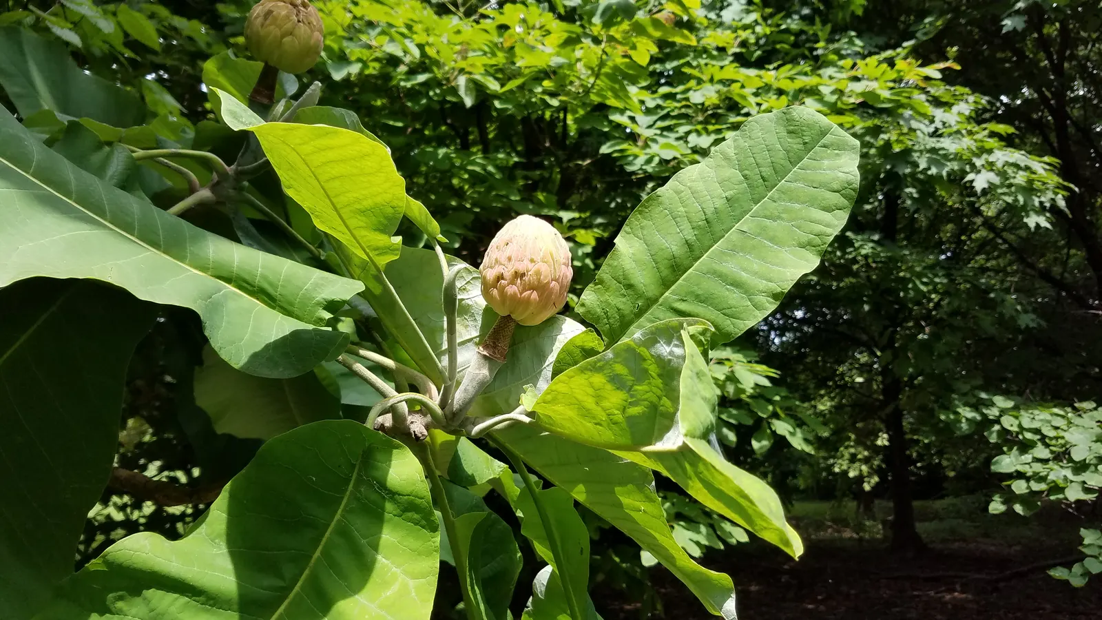 Bigleaf Magnolia (Magnolia Macrophylla) — Bigleaf Magnolia (Magnolia macrophylla); this deciduous tree reaches heights of 30-40 feet with a spread, image 73