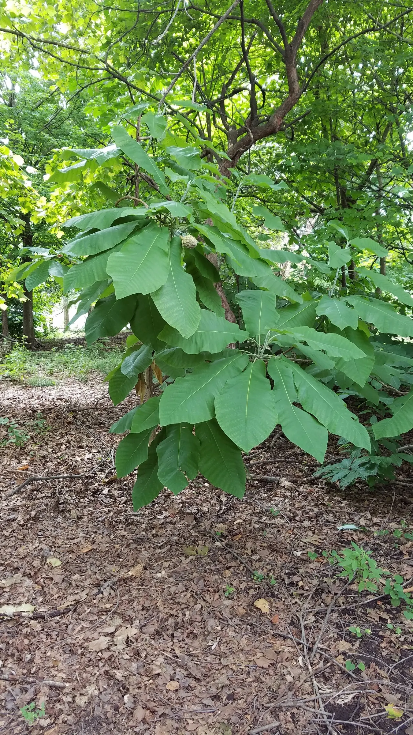 Bigleaf Magnolia (Magnolia Macrophylla) — Magnolia macrophylla adds an unparalleled texture and visual interest to your garden; this deciduous tree, image 67