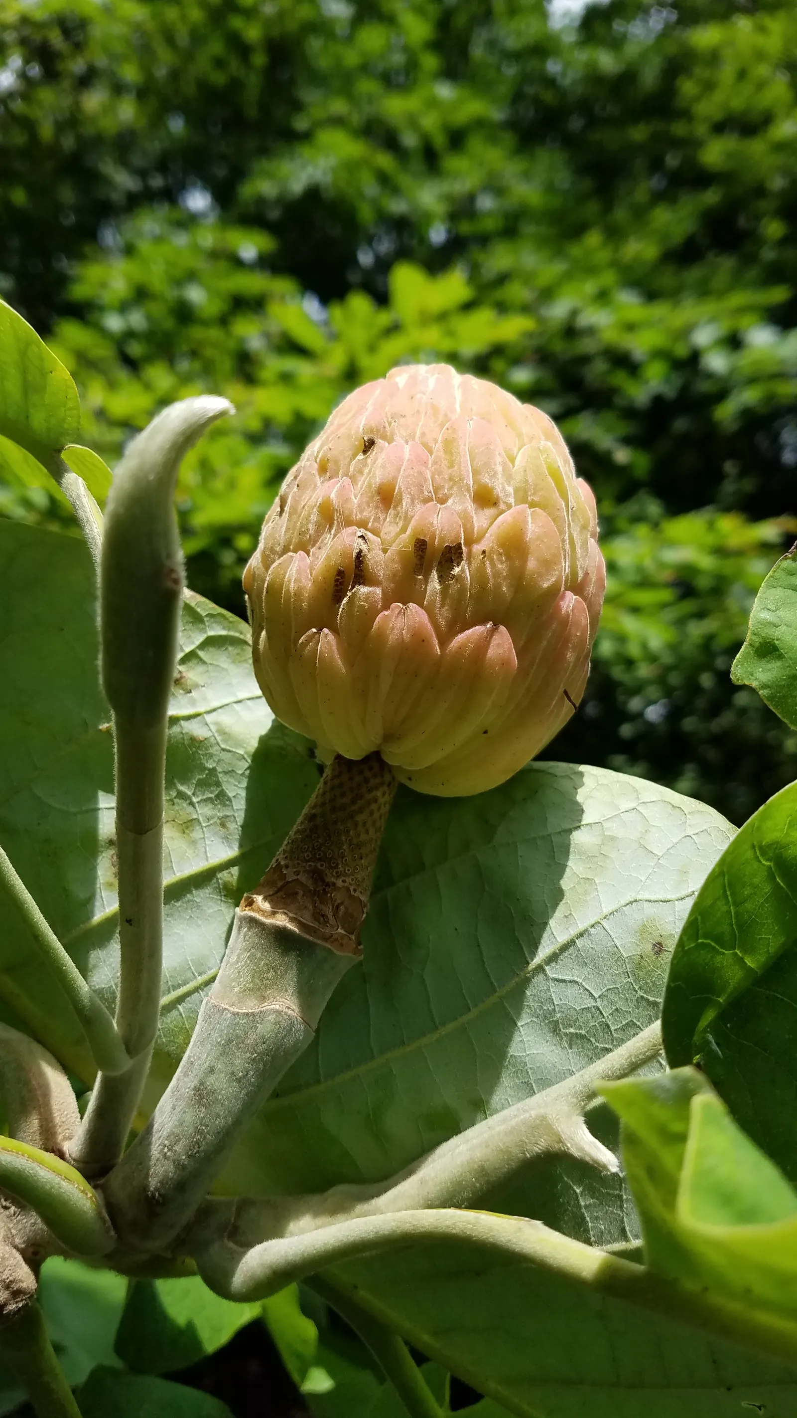 Bigleaf Magnolia (Magnolia Macrophylla) — Prefers moist, well-drained soil in part shade
