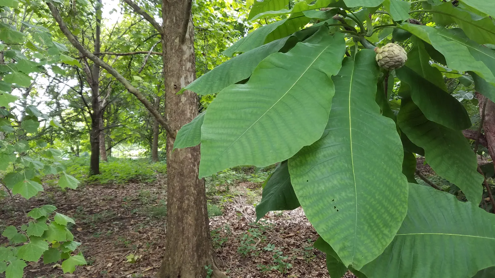 Bigleaf Magnolia (Magnolia Macrophylla) — which are among the largest of any temperate tree species; monumental in its presence
