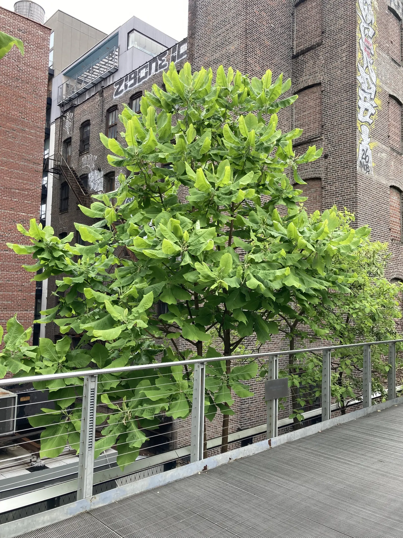 Bigleaf Magnolia (Magnolia Macrophylla) — and it requires a considerable amount of space to thrive; the immense leaves lend a bold, image 88