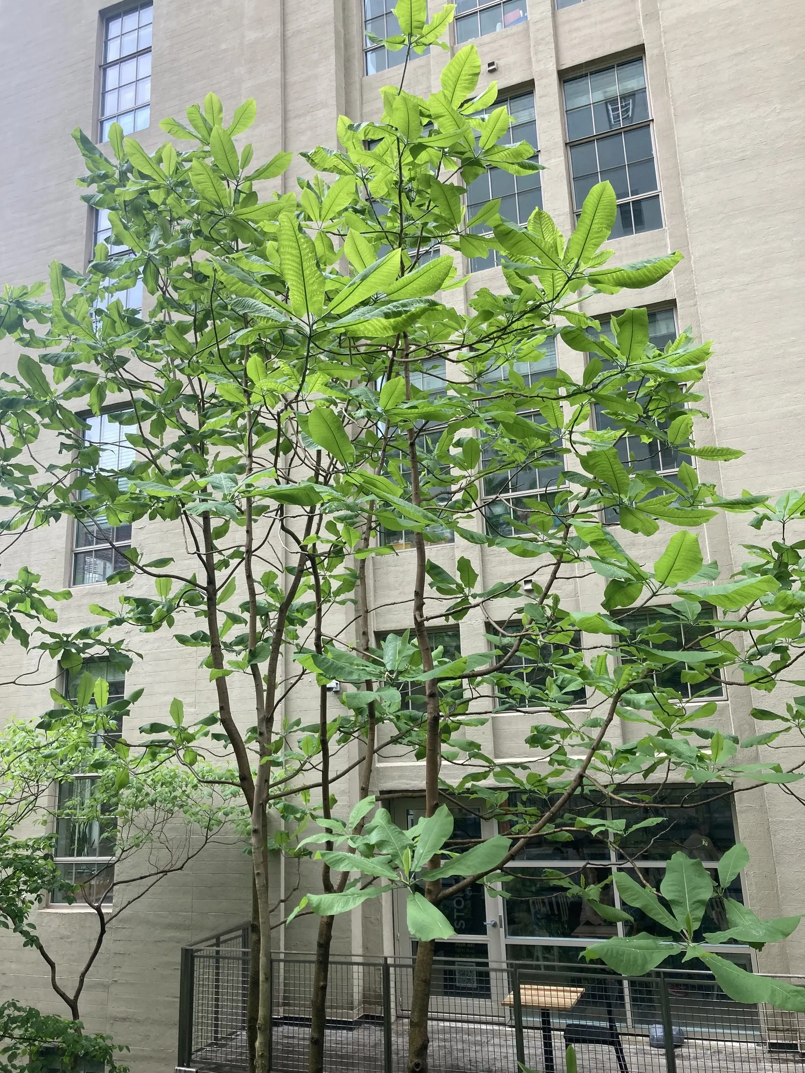 Bigleaf Magnolia (Magnolia Macrophylla) — The Bigleaf Magnolia (Magnolia macrophylla) is a striking specimen; yellow flowers in the garden, image 79