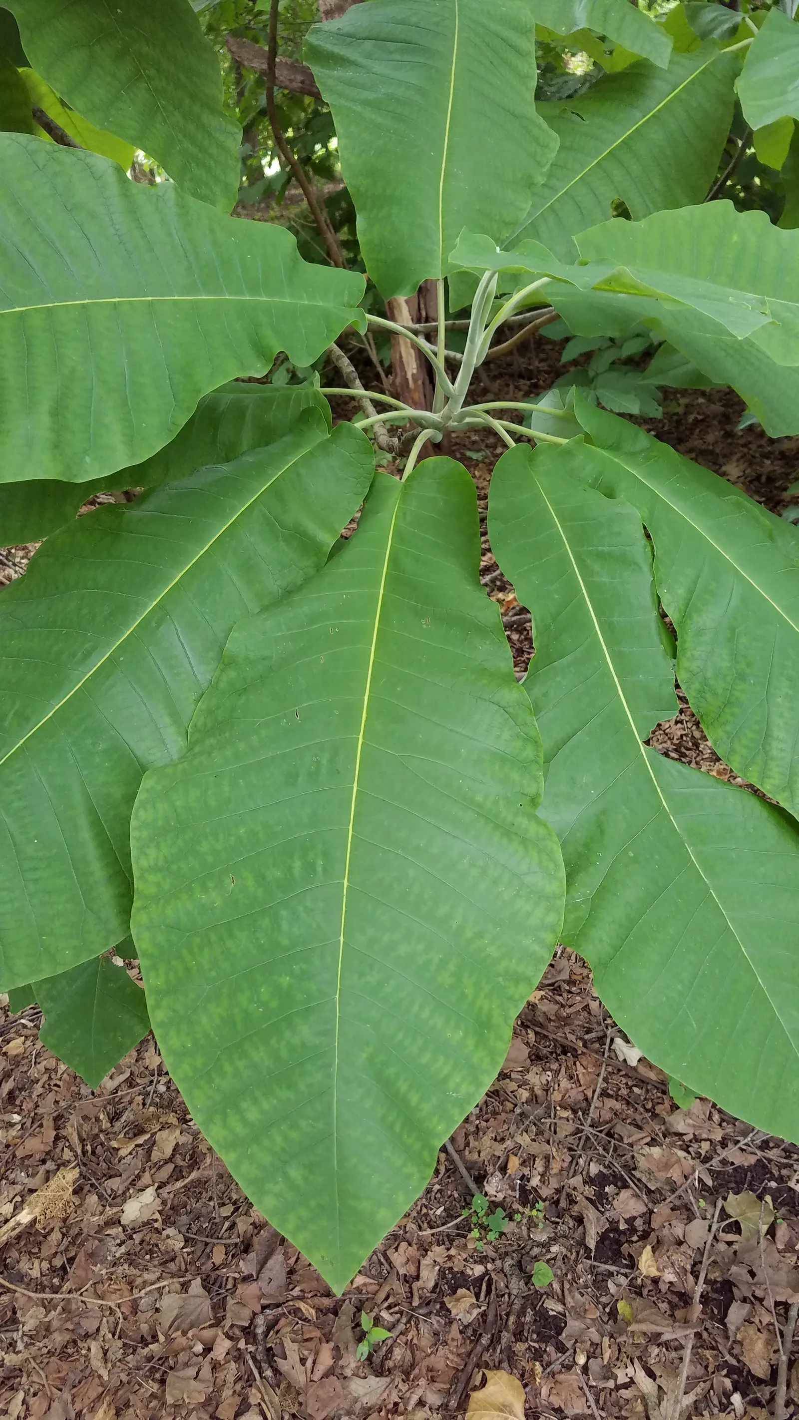 Bigleaf Magnolia (Magnolia Macrophylla) — and it requires a considerable amount of space to thrive; the immense leaves lend a bold