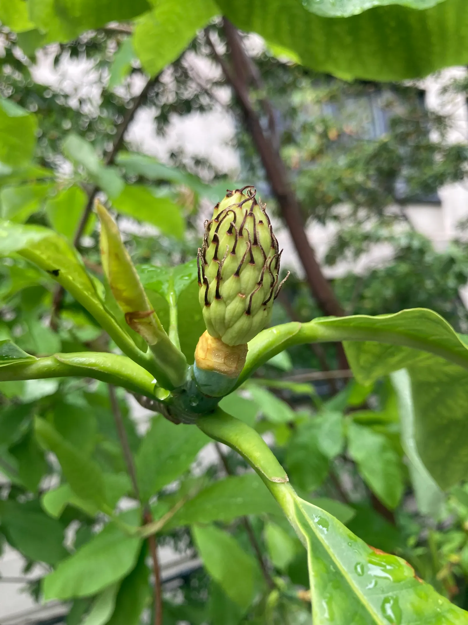 Bigleaf Magnolia (Magnolia Macrophylla) — reaching an impressive 20 to 30 inches in length and up to 12 inches wide; native to the southeastern, image 60