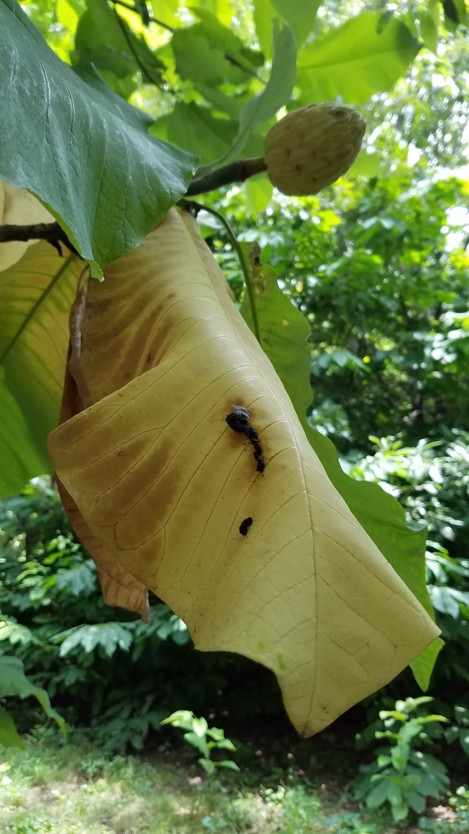 Bigleaf Magnolia (Magnolia Macrophylla) — The immense leaves lend a bold