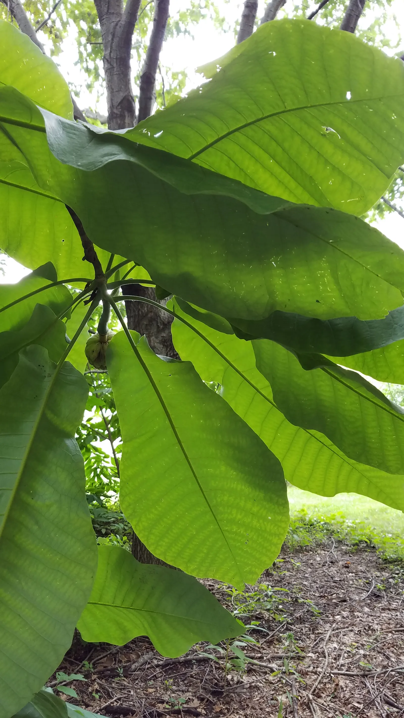 Bigleaf Magnolia (Magnolia Macrophylla) — reaching an impressive 20 to 30 inches in length and up to 12 inches wide; native to the southeastern, image 84