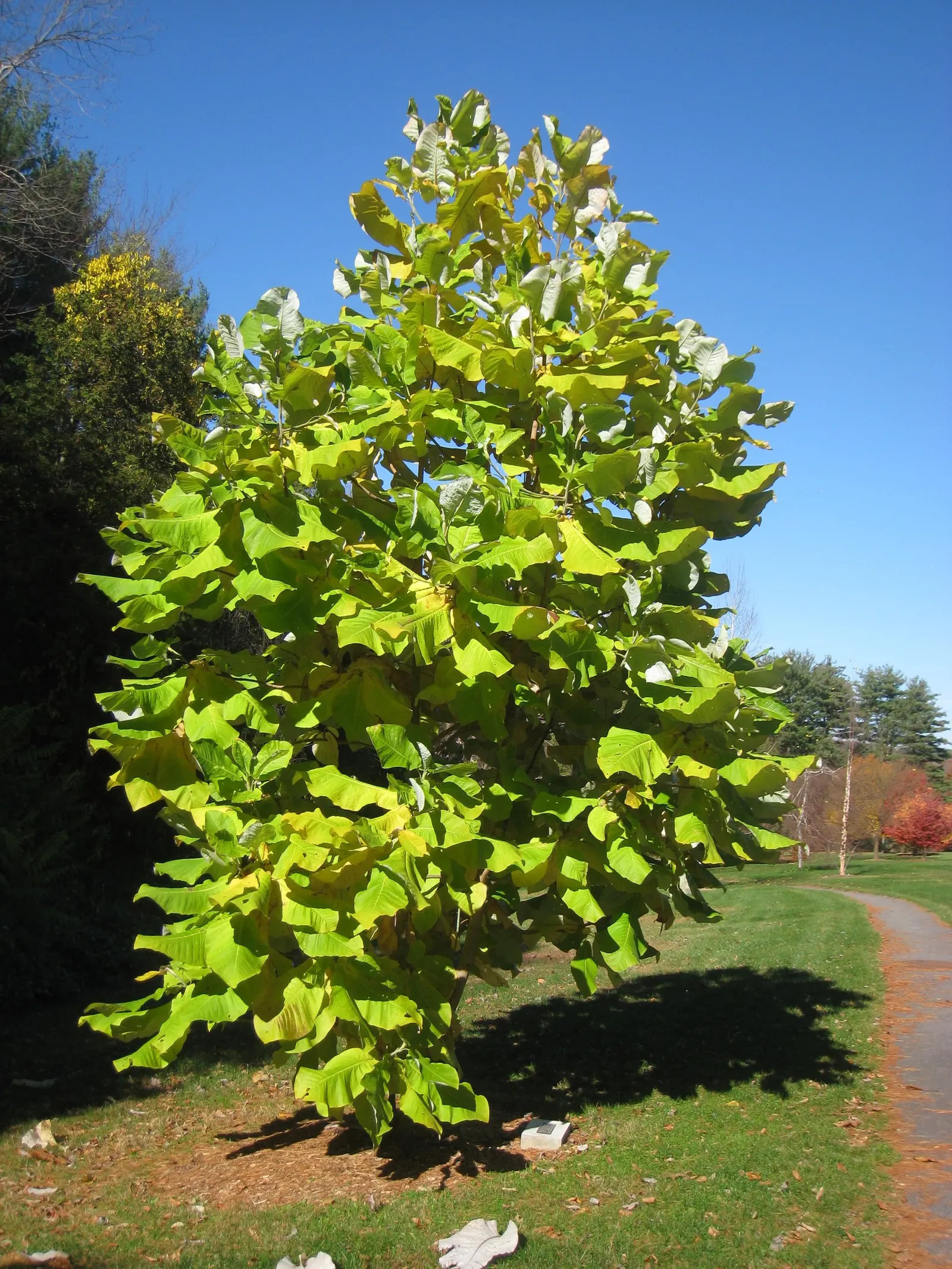 Bigleaf Magnolia (Magnolia Macrophylla) — Bigleaf Magnolia (Magnolia macrophylla); this deciduous tree reaches heights of 30-40 feet with a spread, image 49