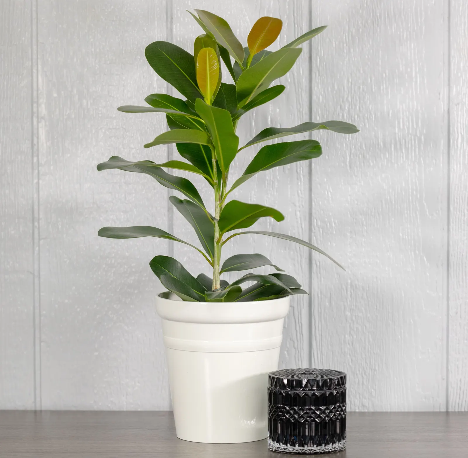 Celebrate™ Chinese Fig (Ficus microcarpa) — The Ficus microcarpa is a polished tropical houseplant with glossy