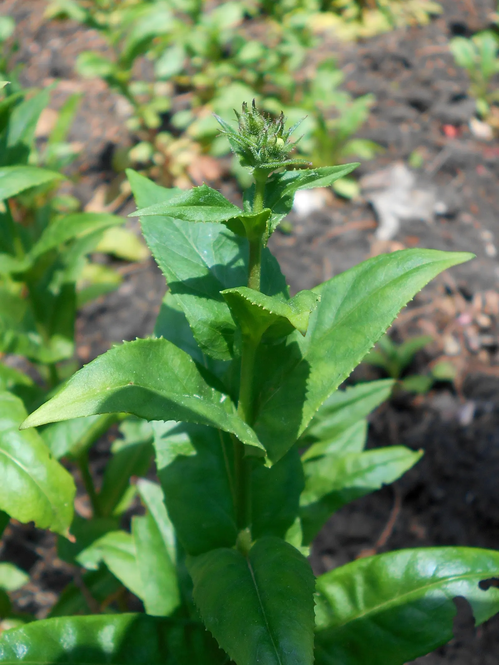 Eastern Smooth Beardtongue (Penstemon Laevigatus) — Its attractive foliage and showy blooms make it an excellent choice for borders