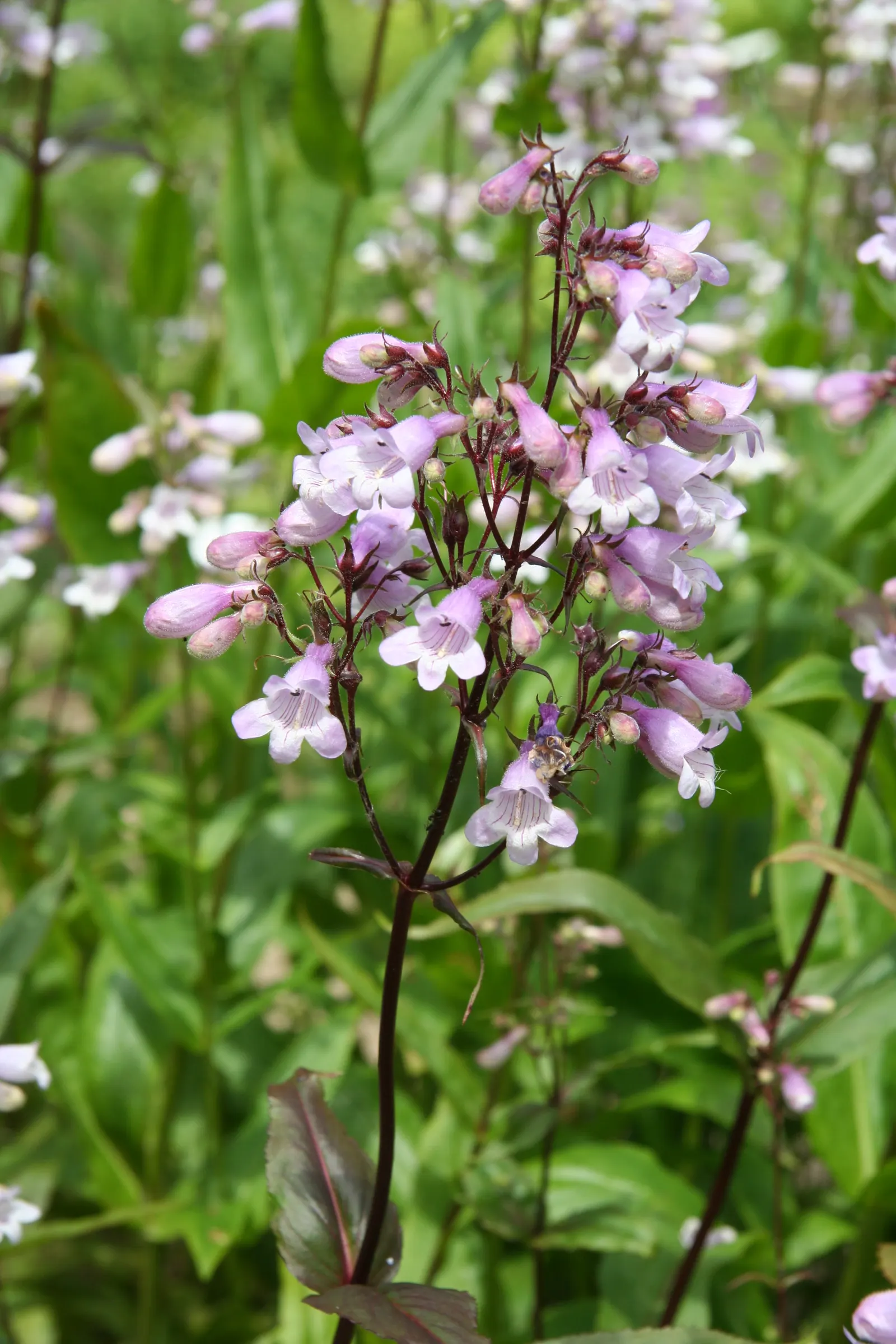 Eastern Smooth Beardtongue (Penstemon Laevigatus) — Blooming from late spring to early summer