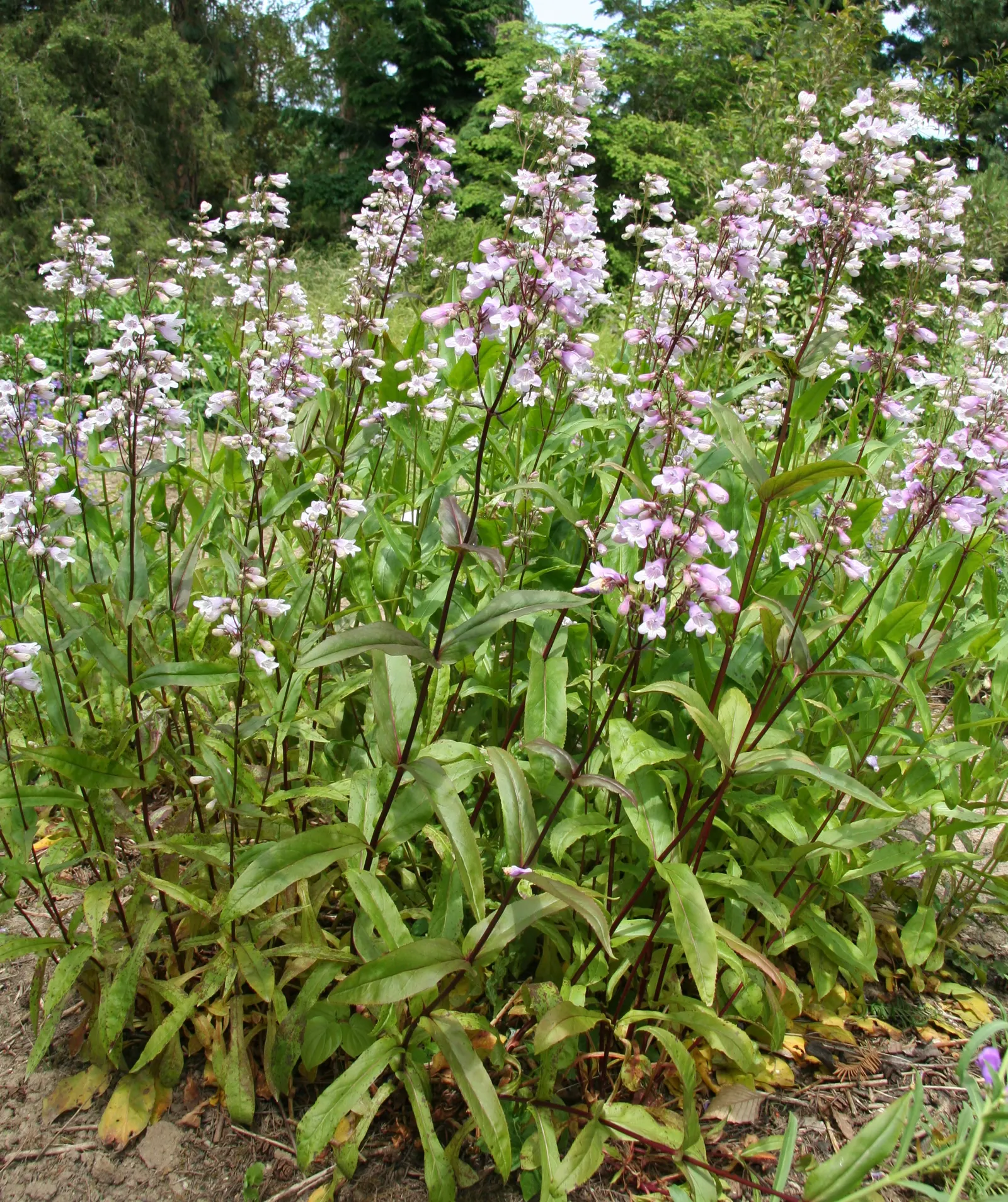 Eastern Smooth Beardtongue (Penstemon Laevigatus) — a notable variance from the typically hairy beardtongues