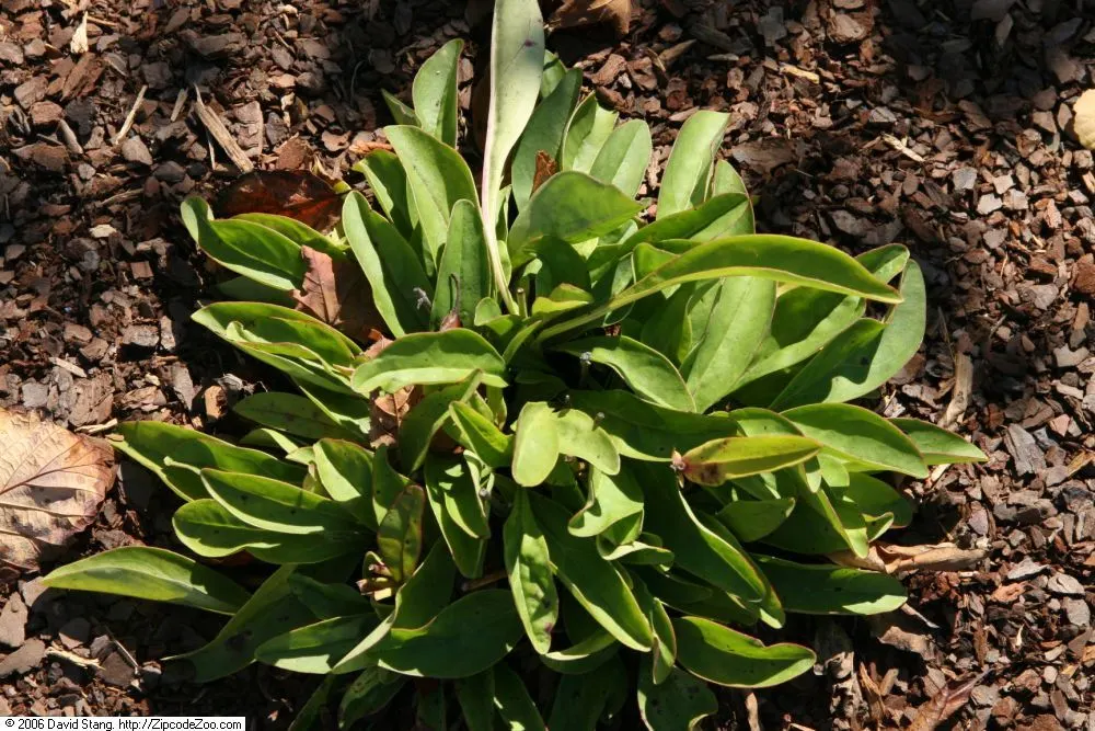 Eastern Smooth Beardtongue (Penstemon Laevigatus) — Eastern Smooth Beardtongue (Penstemon laevigatus) is a perennial herb with tubular