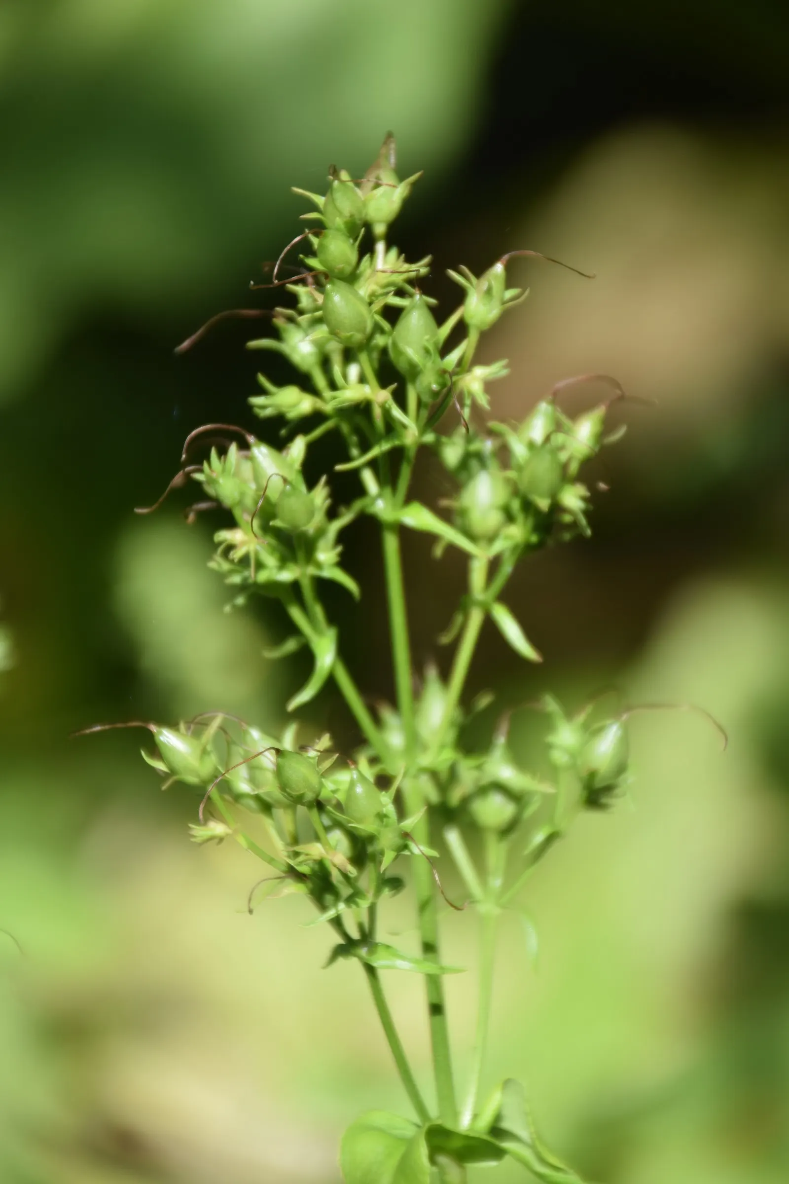 Eastern Smooth Beardtongue (Penstemon Laevigatus) — This low-maintenance plant thrives in well-drained soil