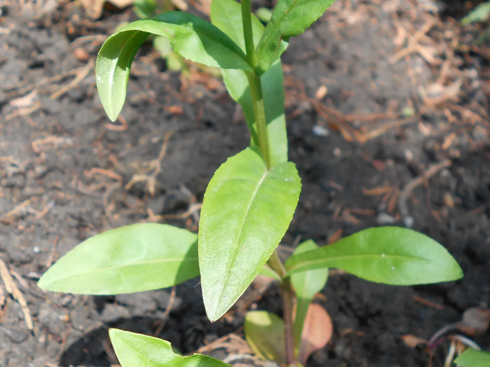 Eastern Smooth Beardtongue (Penstemon Laevigatus) — Penstemon laevigatus requires minimal care once established