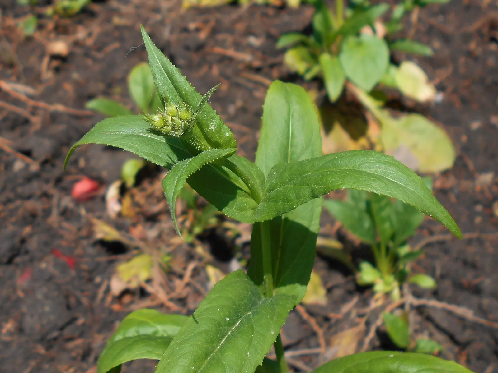 Eastern Smooth Beardtongue (Penstemon Laevigatus) — Blooming in late spring to early summer, it stands 2-3 feet tall and prefers full sun to part shade