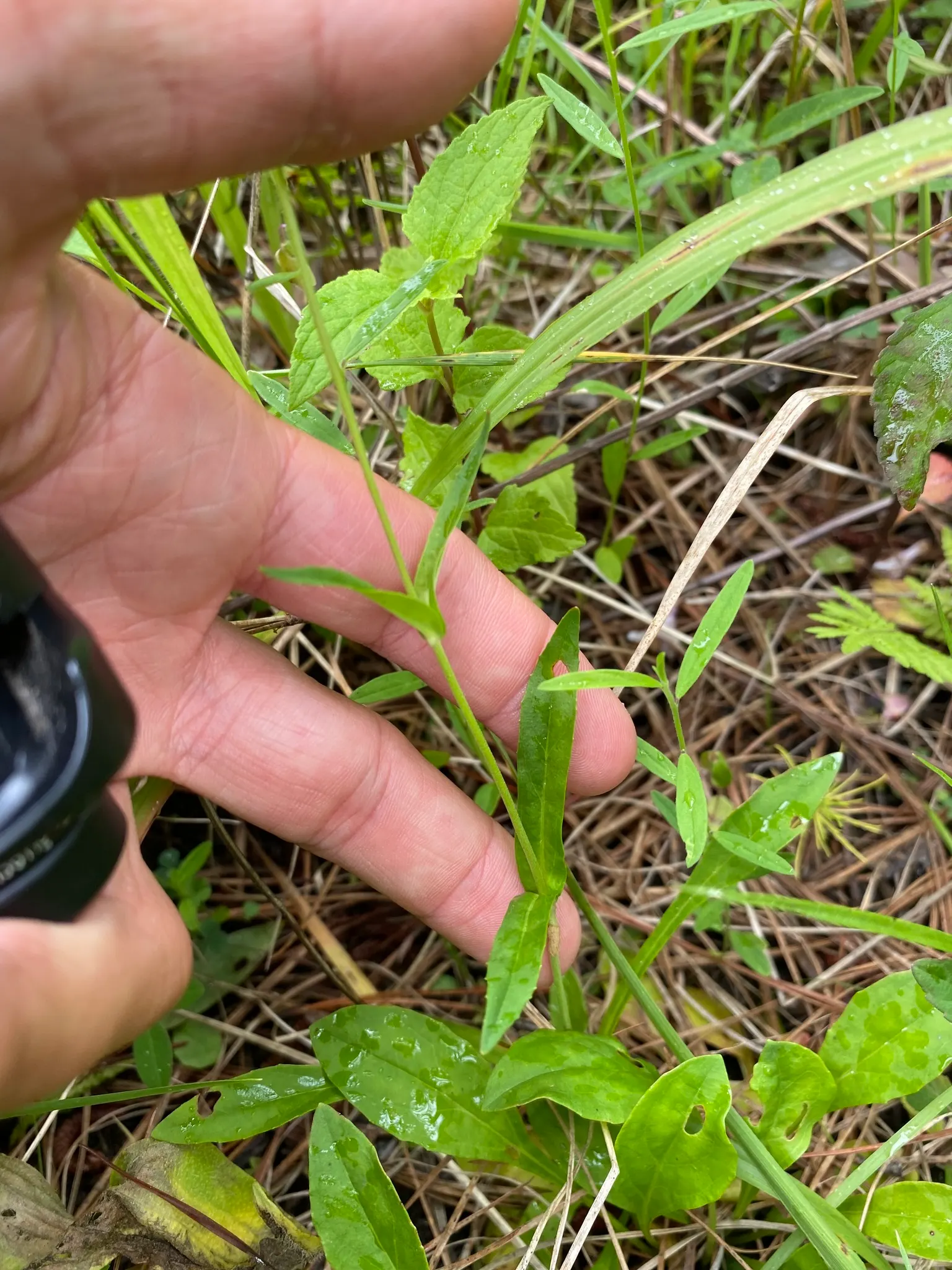Eastern Smooth Beardtongue (Penstemon Laevigatus) — scientifically known as Penstemon laevigatus