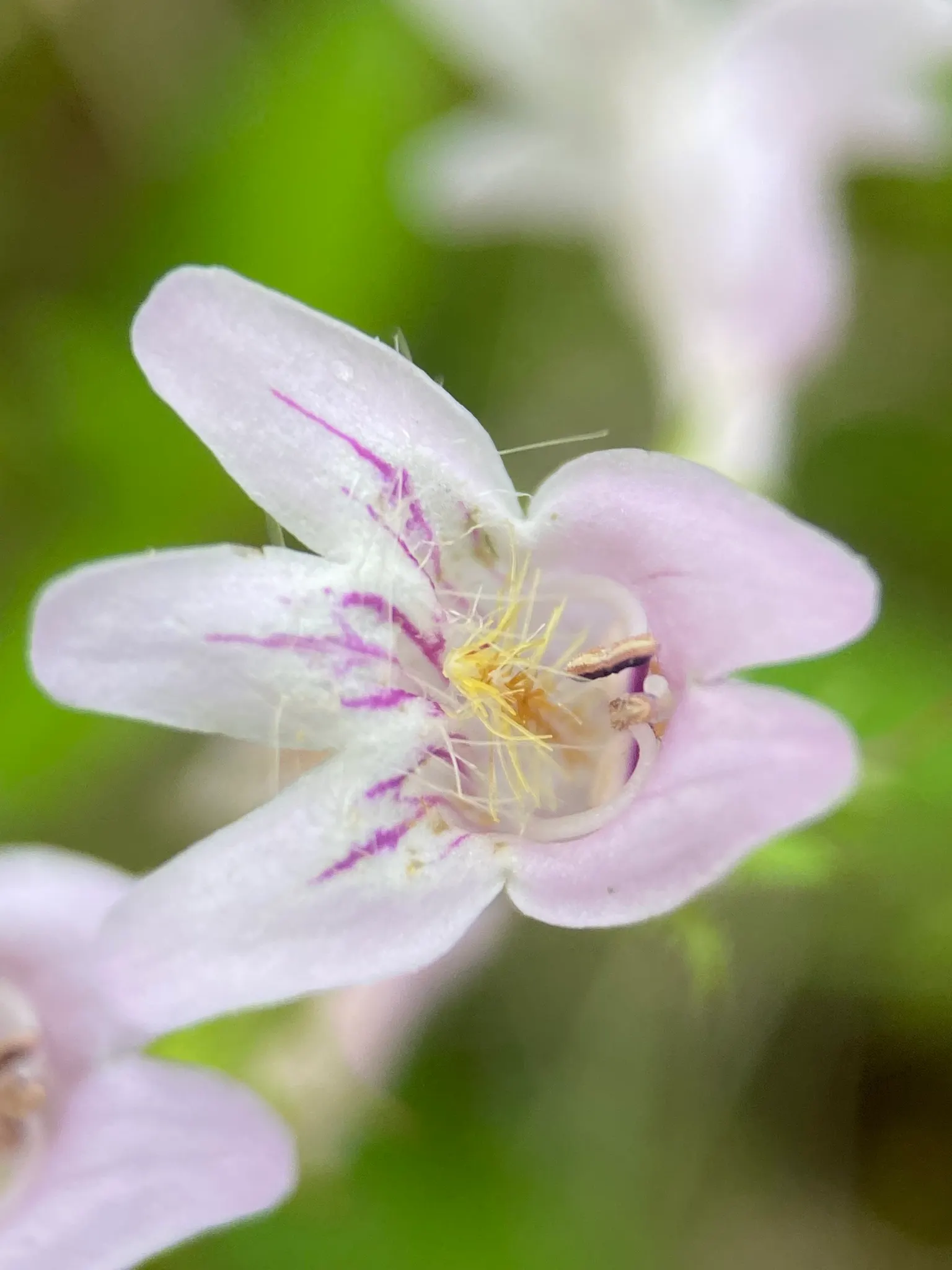 Eastern Smooth Beardtongue (Penstemon Laevigatus) — This North American native typically flourishes in USDA Hardiness Zones 4 through 8