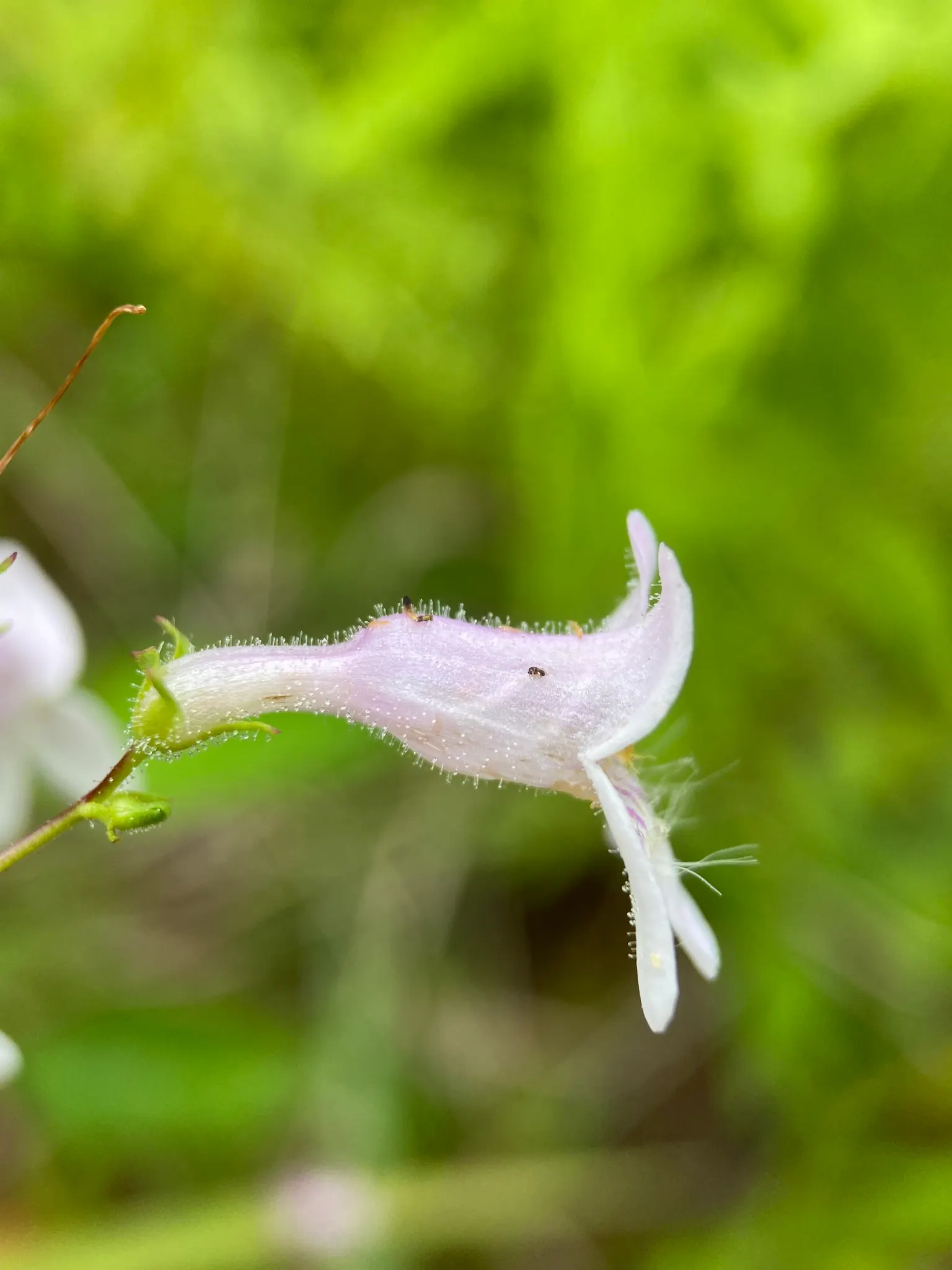 Eastern Smooth Beardtongue (Penstemon Laevigatus) — This Penstemon prefers well-drained soils and thrives in full to partial sun