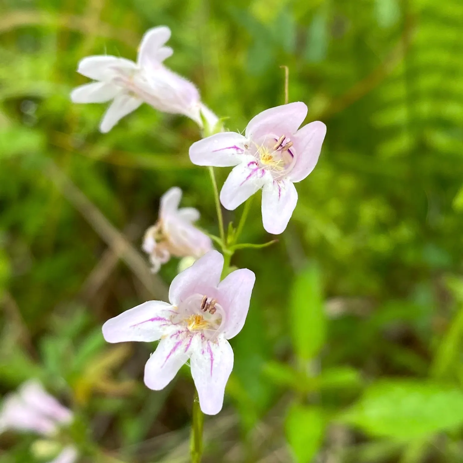 Eastern Smooth Beardtongue (Penstemon Laevigatus) — showing a preference for sites that provide morning sunlight and afternoon shade
