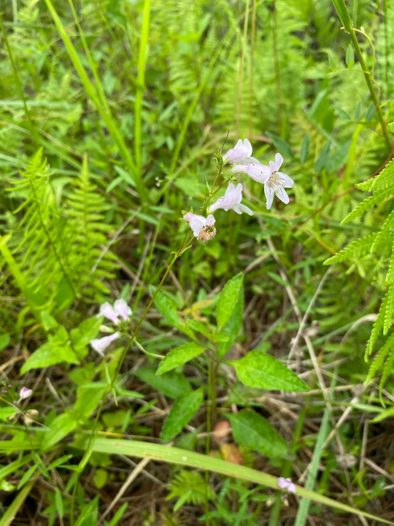 Eastern Smooth Beardtongue (Penstemon Laevigatus) — particularly in hotter climates.<br><br>The plant is characterized by its tubular flowers