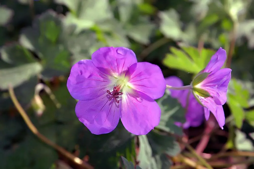 Pink Penny Cranesbill (Geranium 'Pink Penny') — Rozanne Cranesbill (Geranium 'Rozanne') is a hardy perennial, thriving in zones 4-9